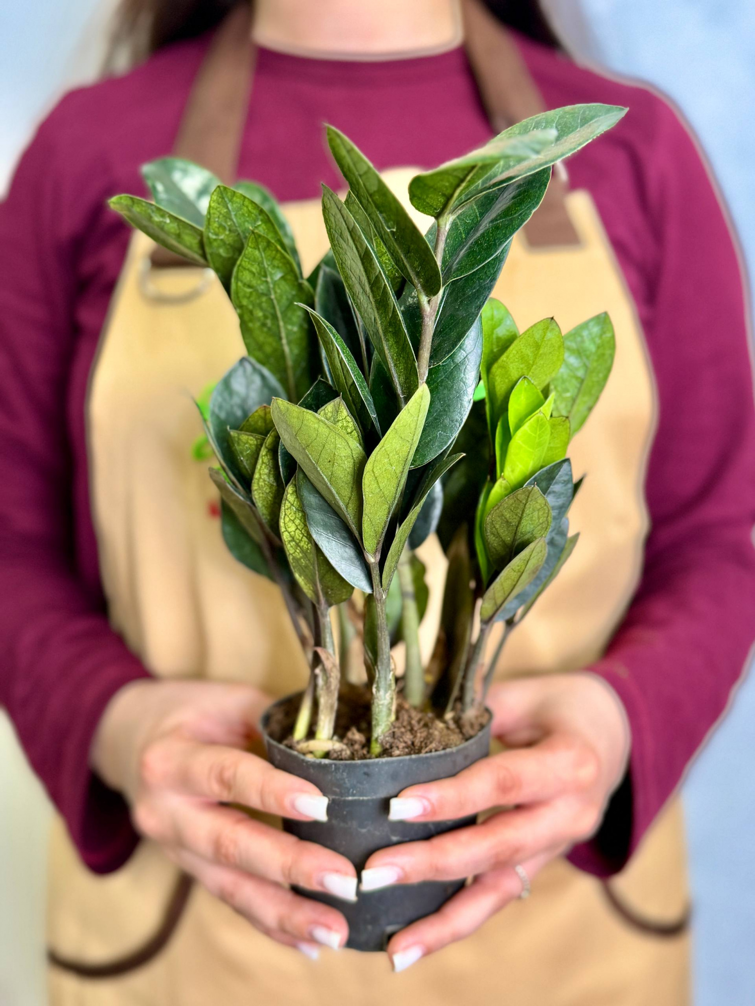 Замиокулькас Равен (Zamioculcas Raven) D9см
