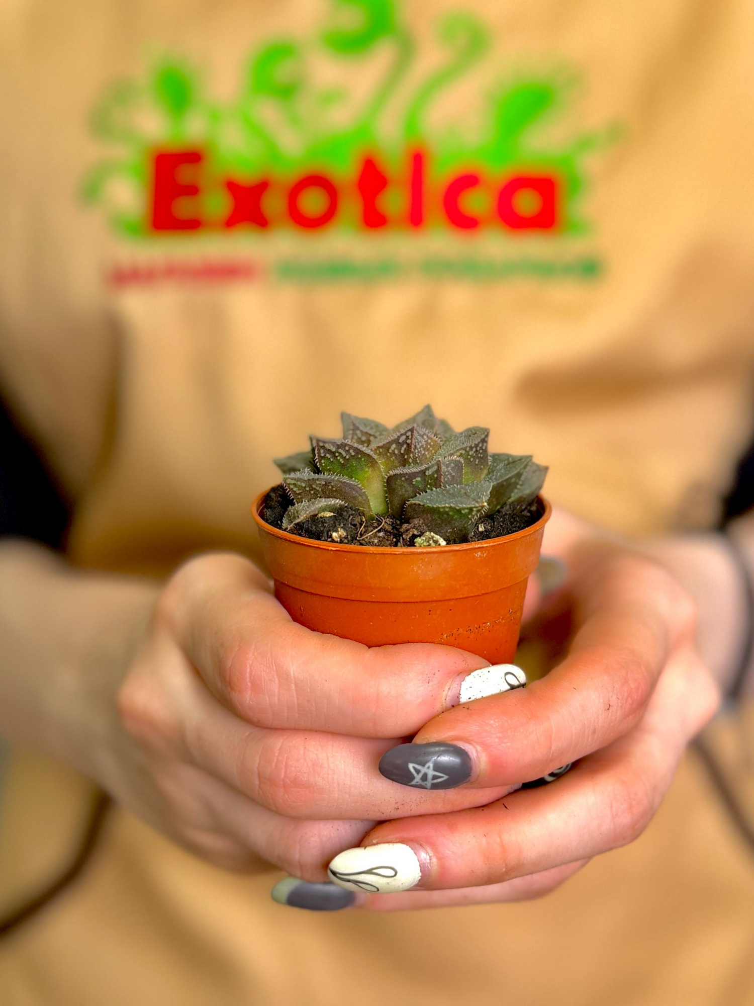 Хавортия Карликовая (Haworthia Pygmaea) D5см