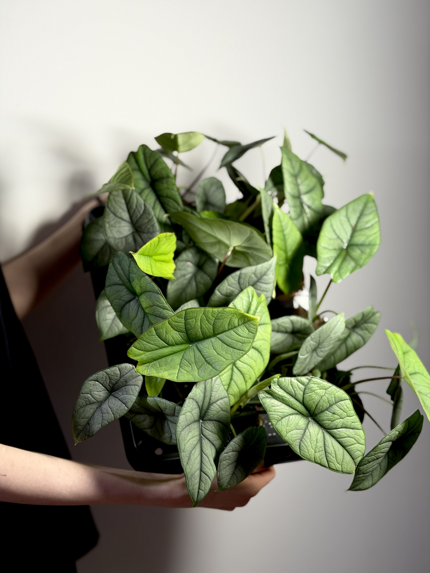 Алоказия Платинум (Alocasia Bisma Platinum) 8см