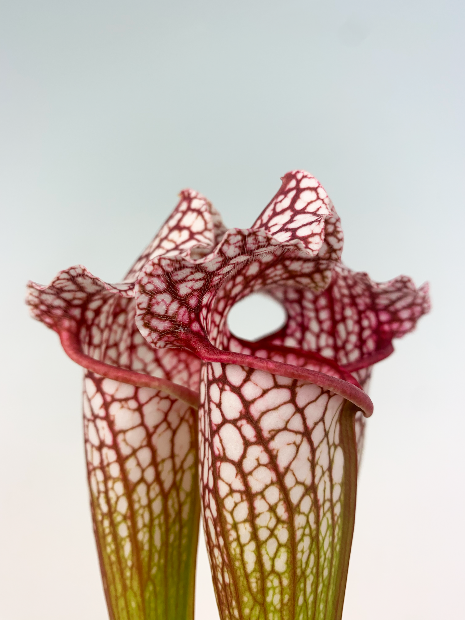 Саррацения Лейкофилла Красная (Sarracenia Leucophylla Red) D9см