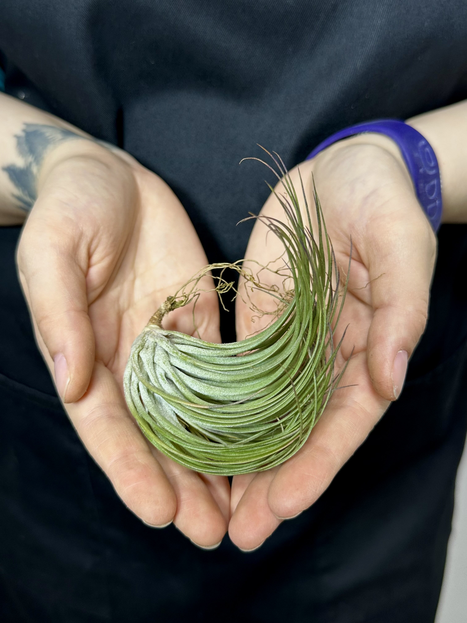 Тилландсия Стрикта Медиум (Tillandsia Stricta Medium)