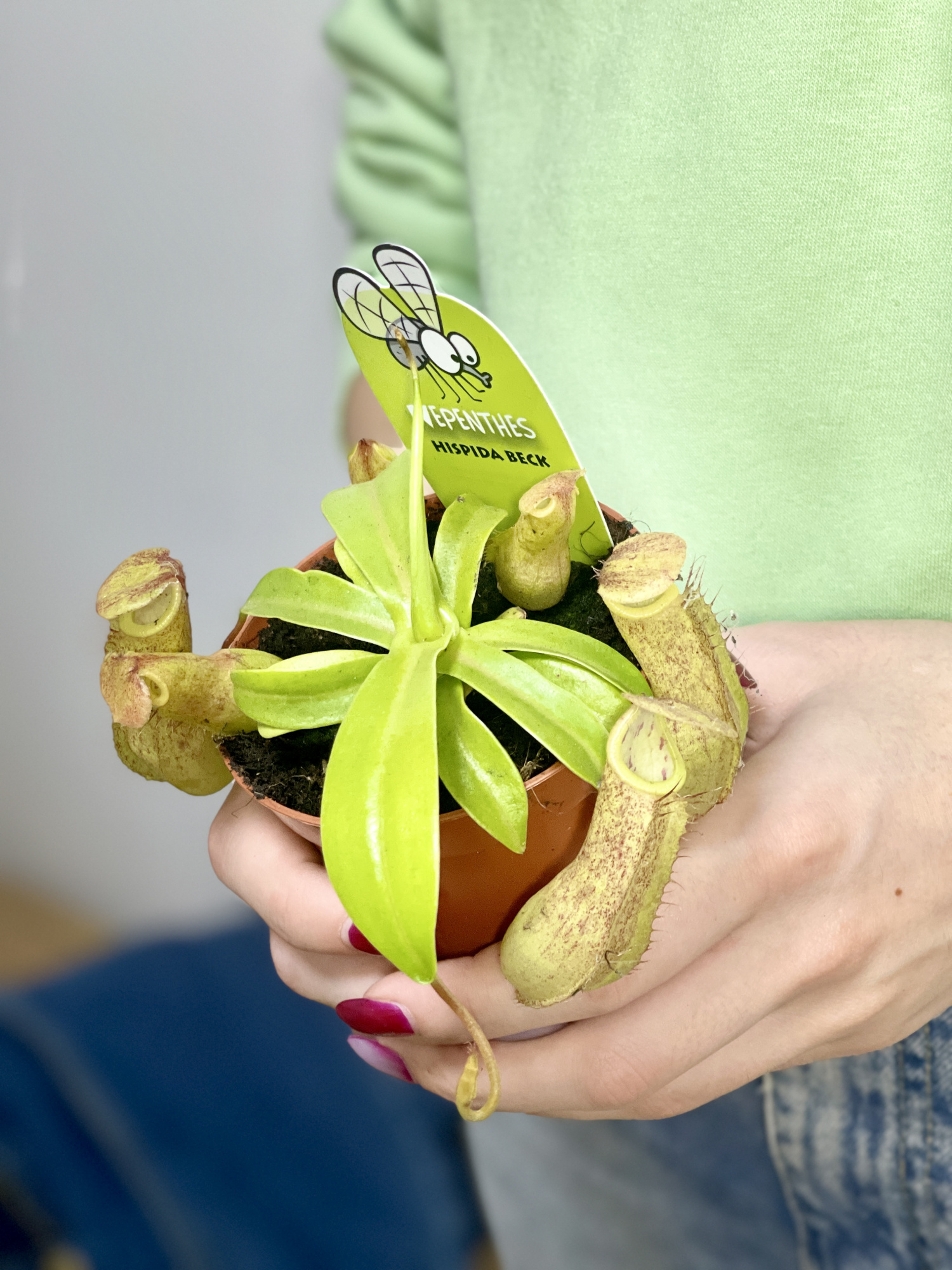 Непентес Линда (Nepenthes Linda) D9см