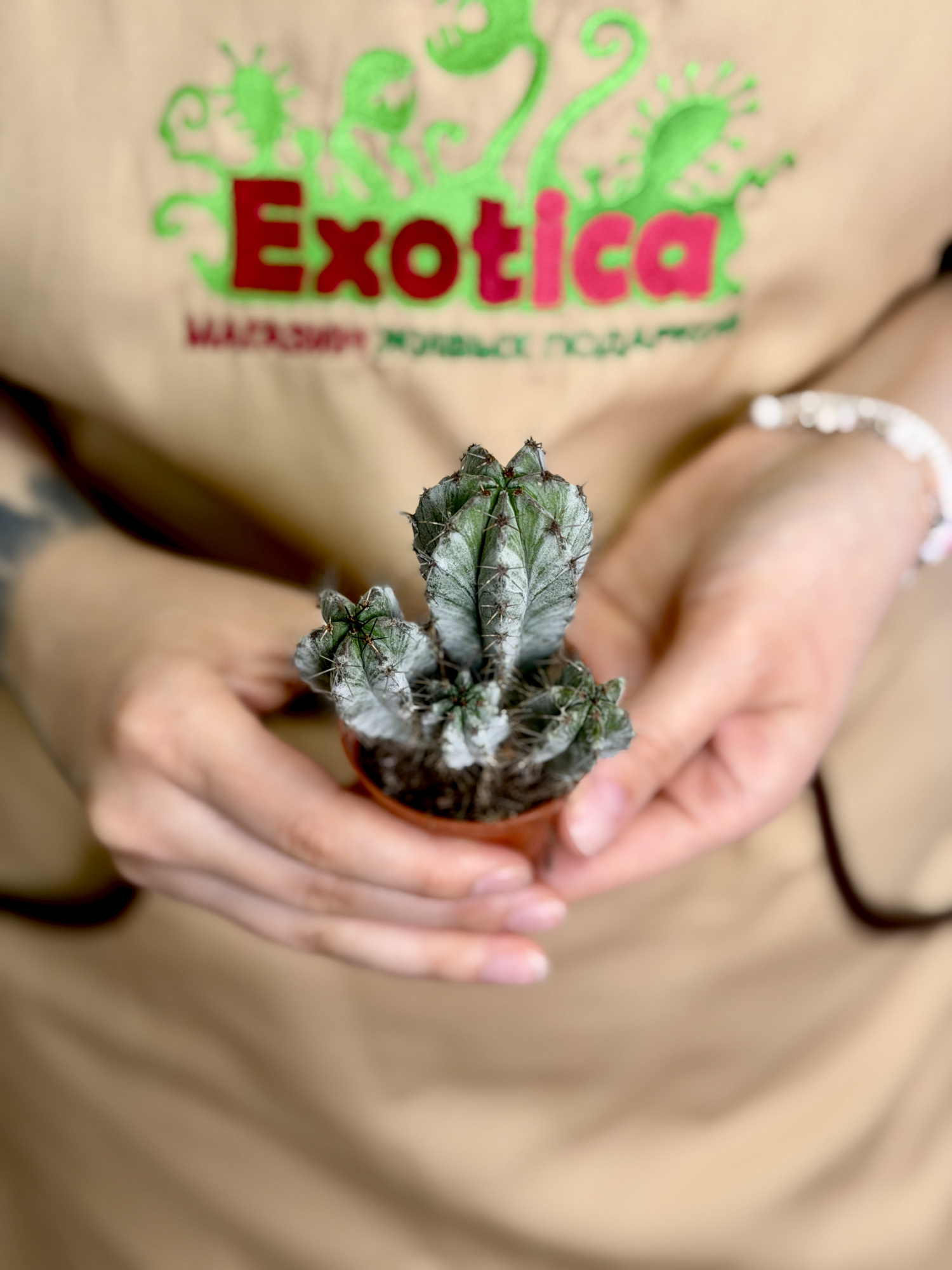 Эуфорбия (Молочай) Хоррида (Euphorbia Horrida) D5см
