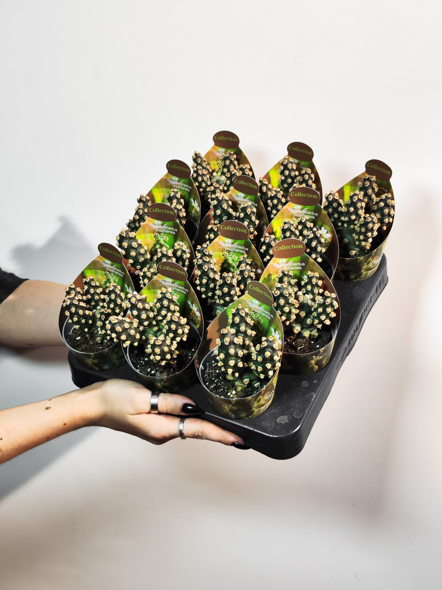 Тефрокактус Молинензис (Tephrocactus Molinensis) D6,5см