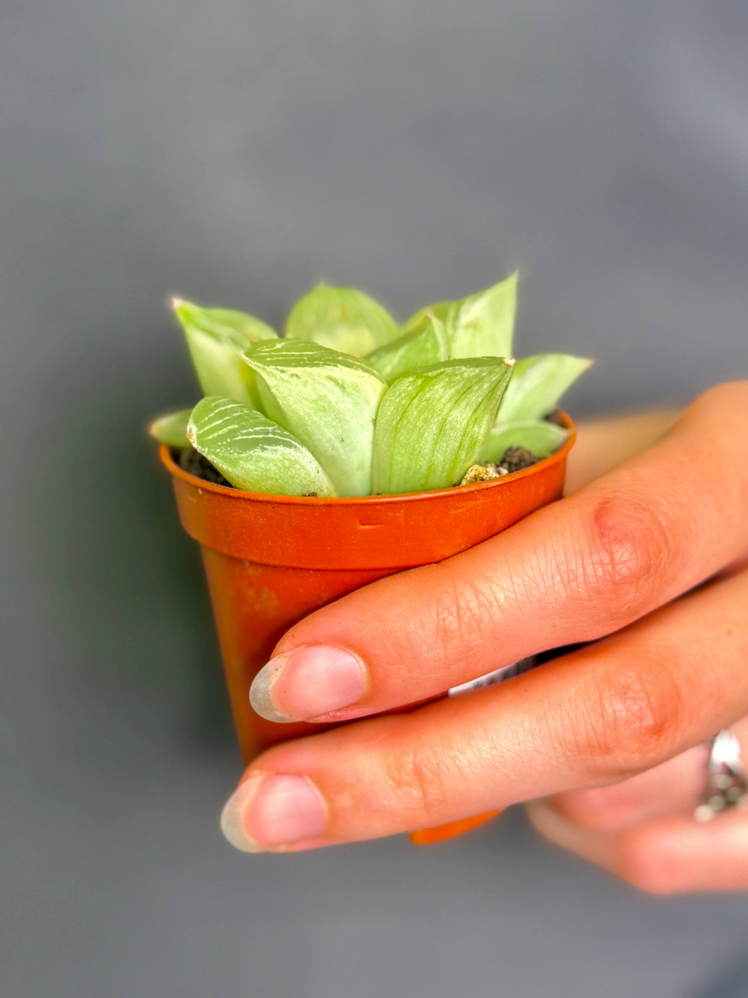 Хавортия Ретуза Уайт Хост (Haworthia Retusa White Ghost) D5см