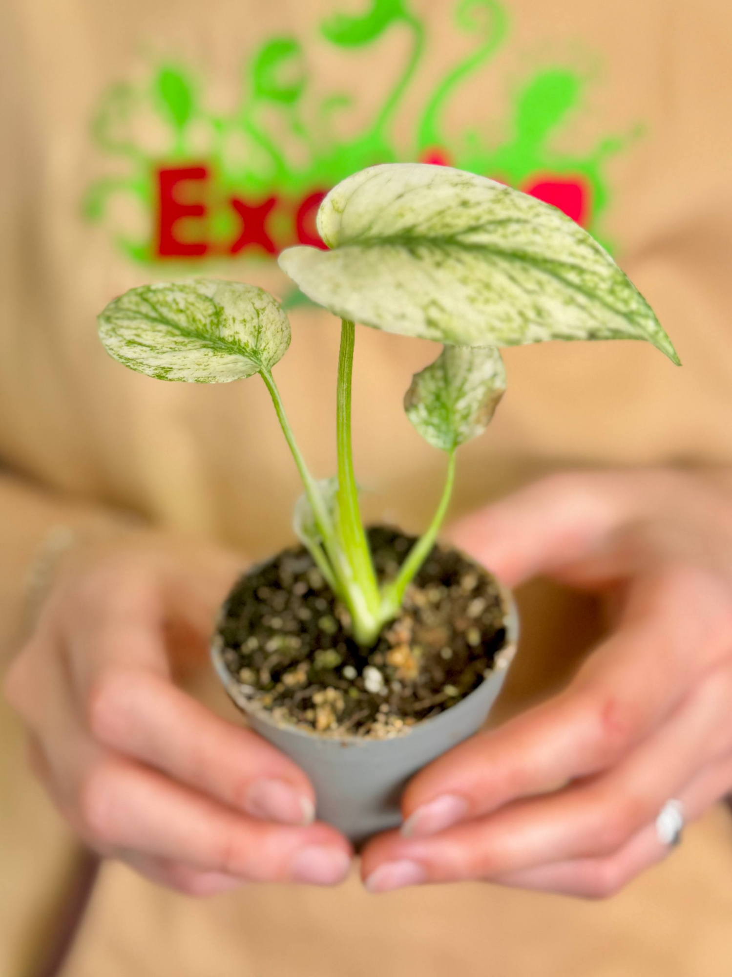 Монстера Вайт Монстер (Monstera White Monster) D6см