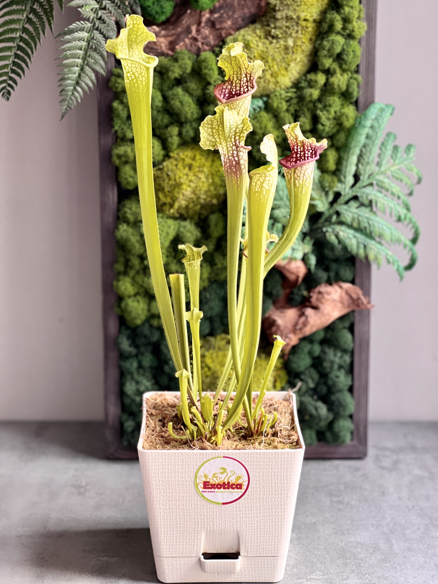 Саррацения Лейкофилла Красная (Sarracenia Leucophylla Red) пересаженная D15см