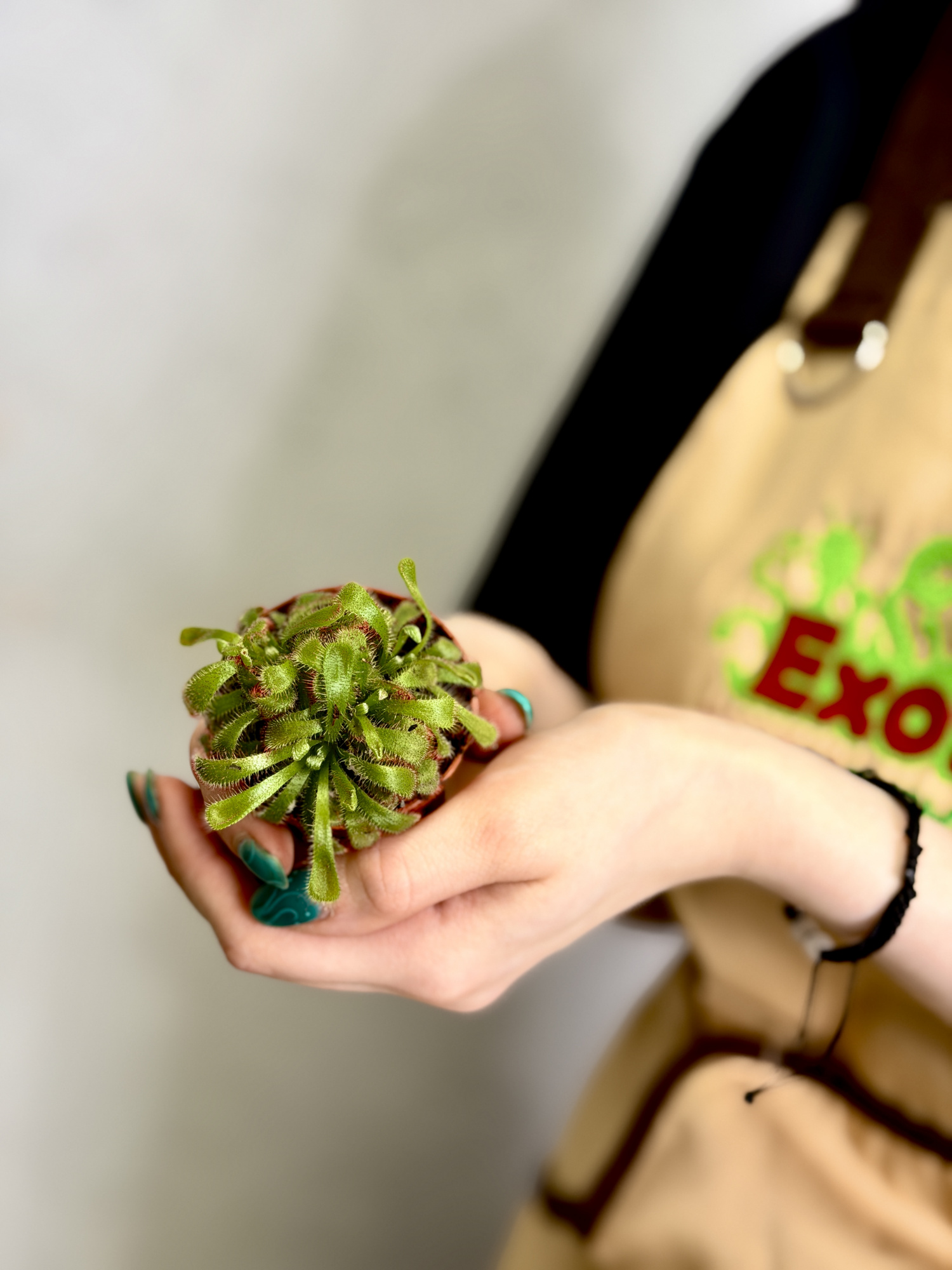 Росянка Алисия Мини (Drosera Aliciae Mini) D5см