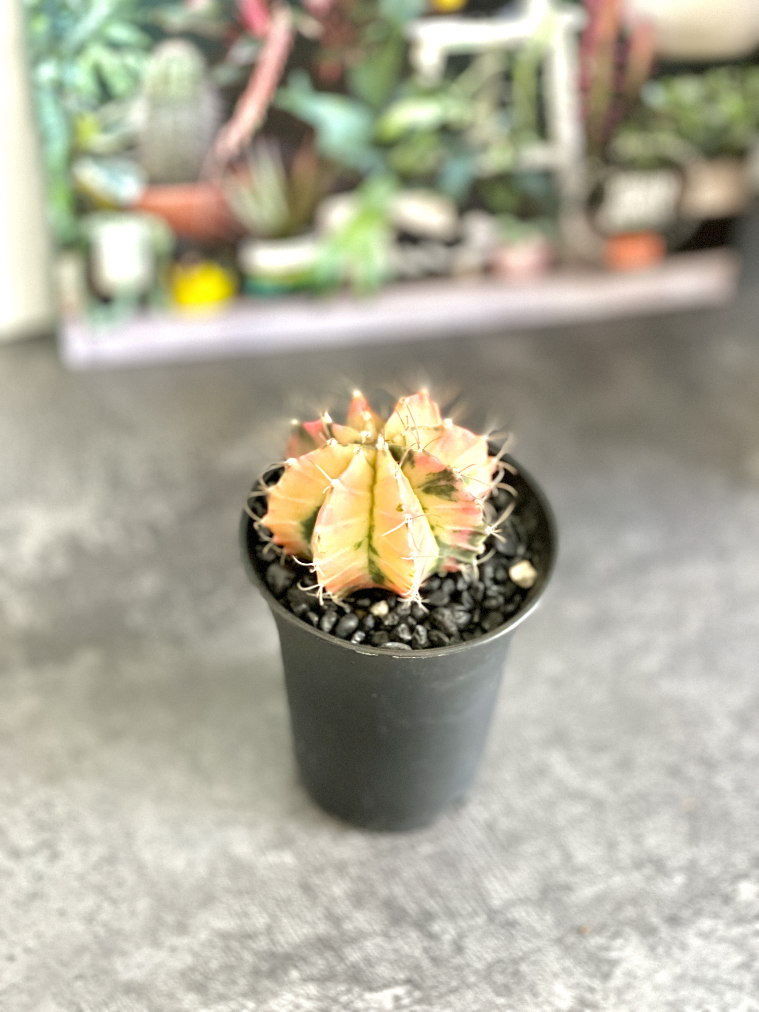 Кактус Гимнокалициум Михановича Вариегатный (Gymnocalycium Mihanovichii Variegata) D7см