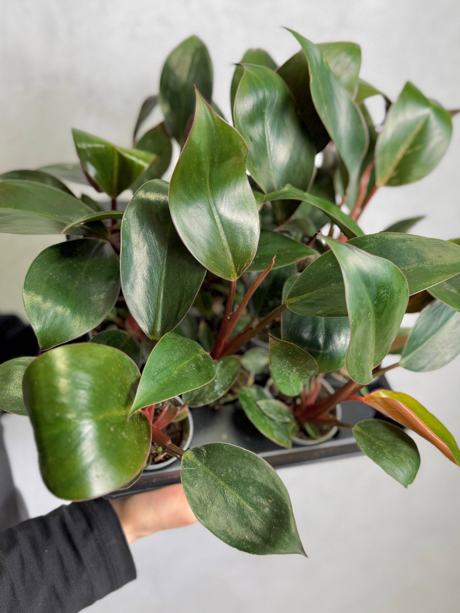 Филодендрон Роджо Конго (Philodendron Rojo Congo) D6см