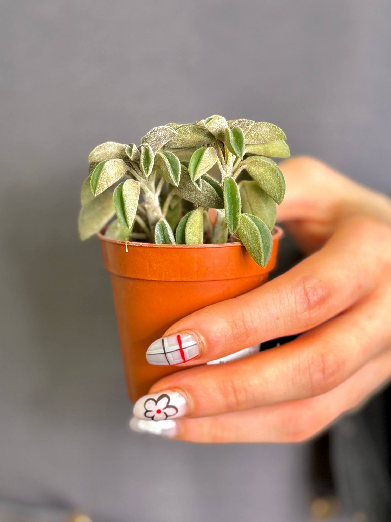 Пеперомия Асперула (Peperomia Asperula) D5см