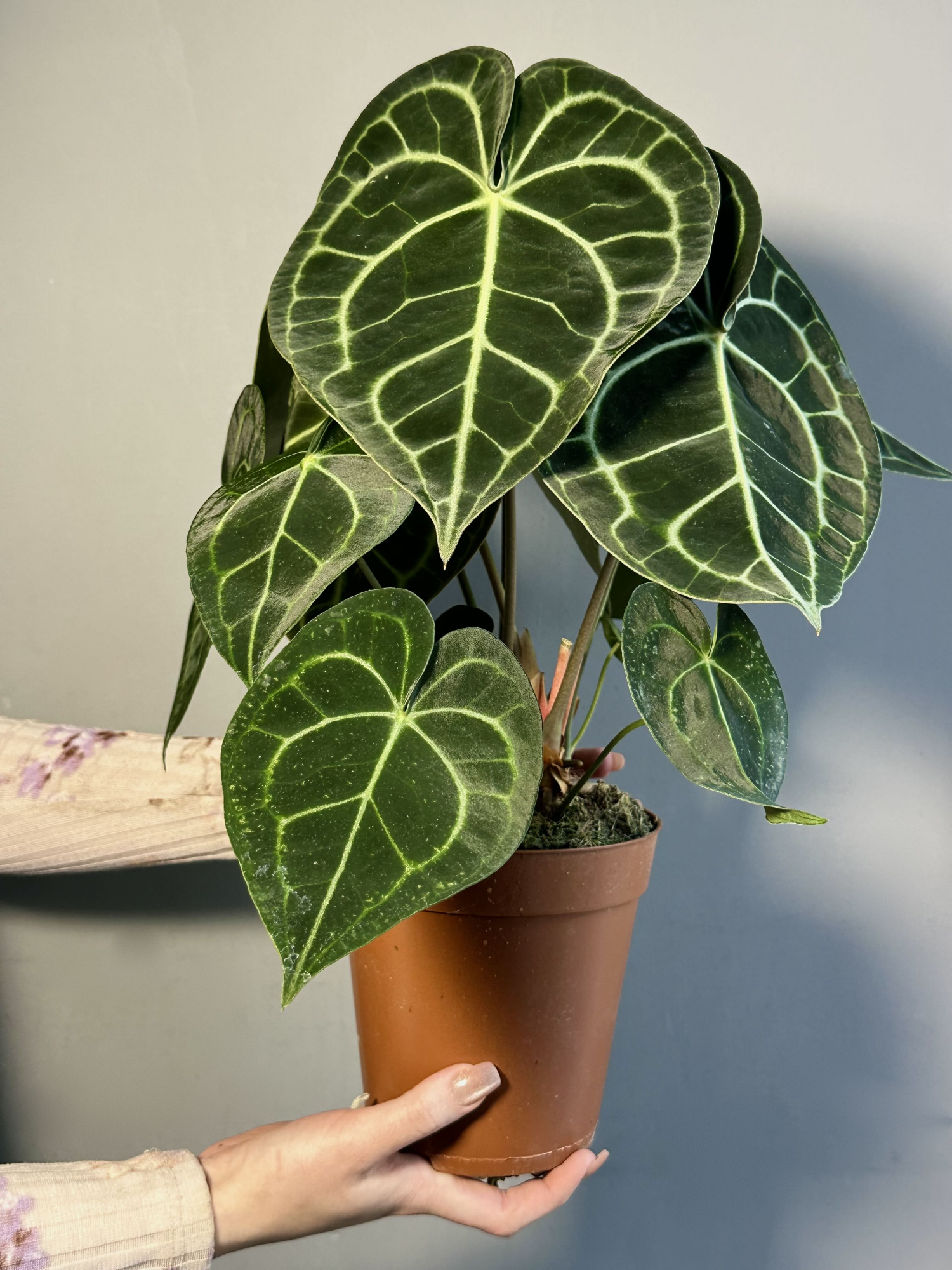 Антуриум Кларинервиум (Anthurium Clarinervium) D12см