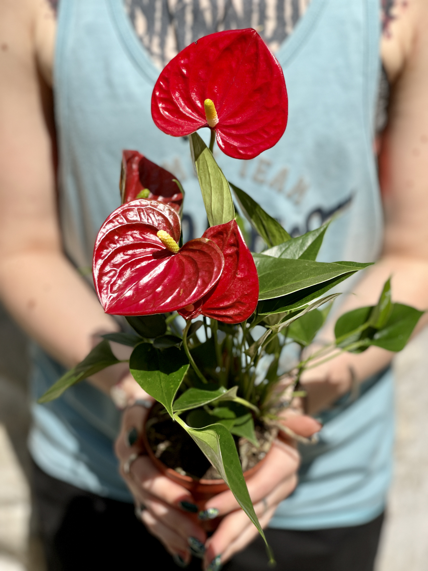 Антуриум Андре Красный (Anthurium Аndraeanum Red) D9см