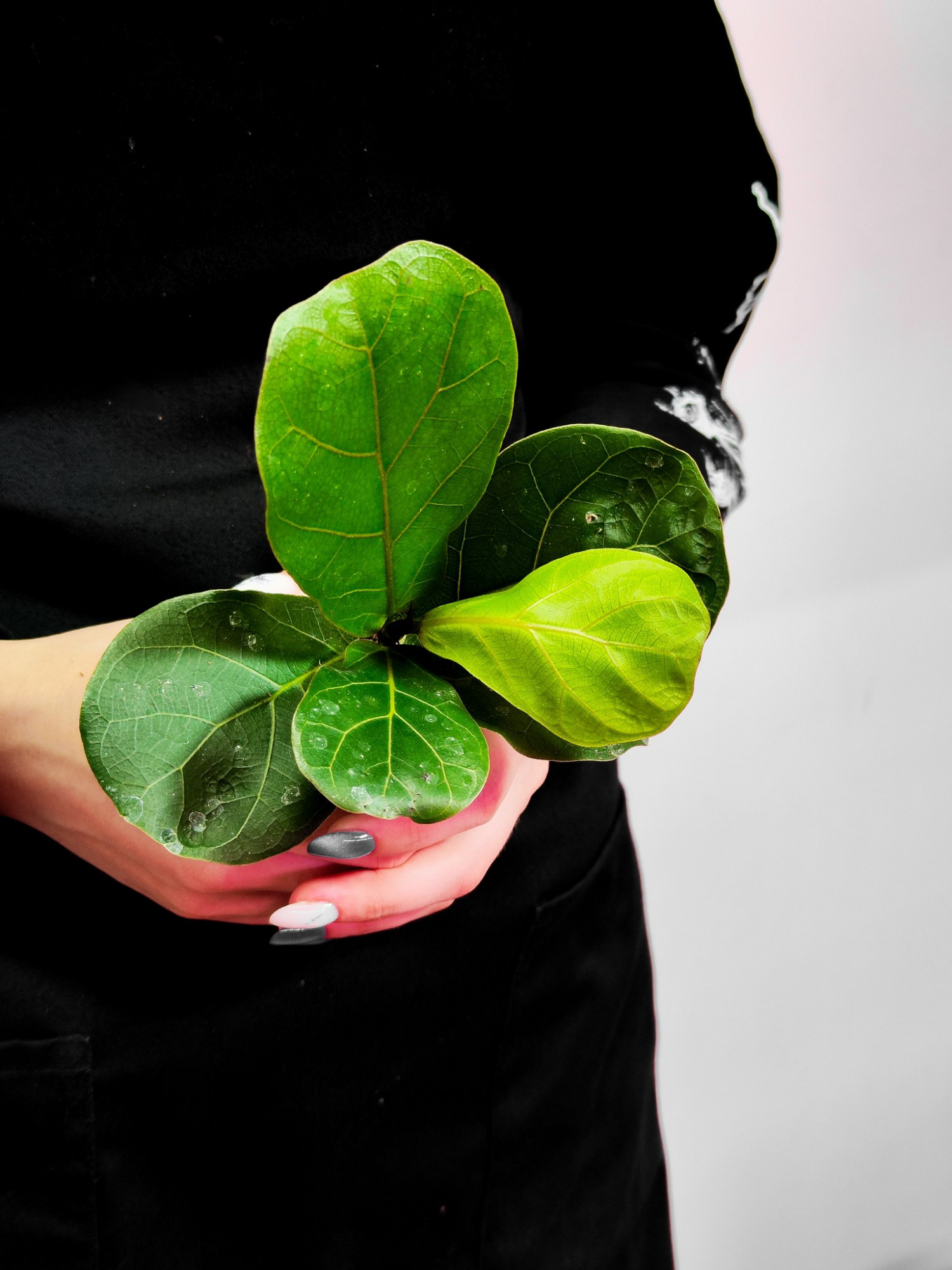 Фикус Лирата «Классический» (Ficus Lyrata) D6см