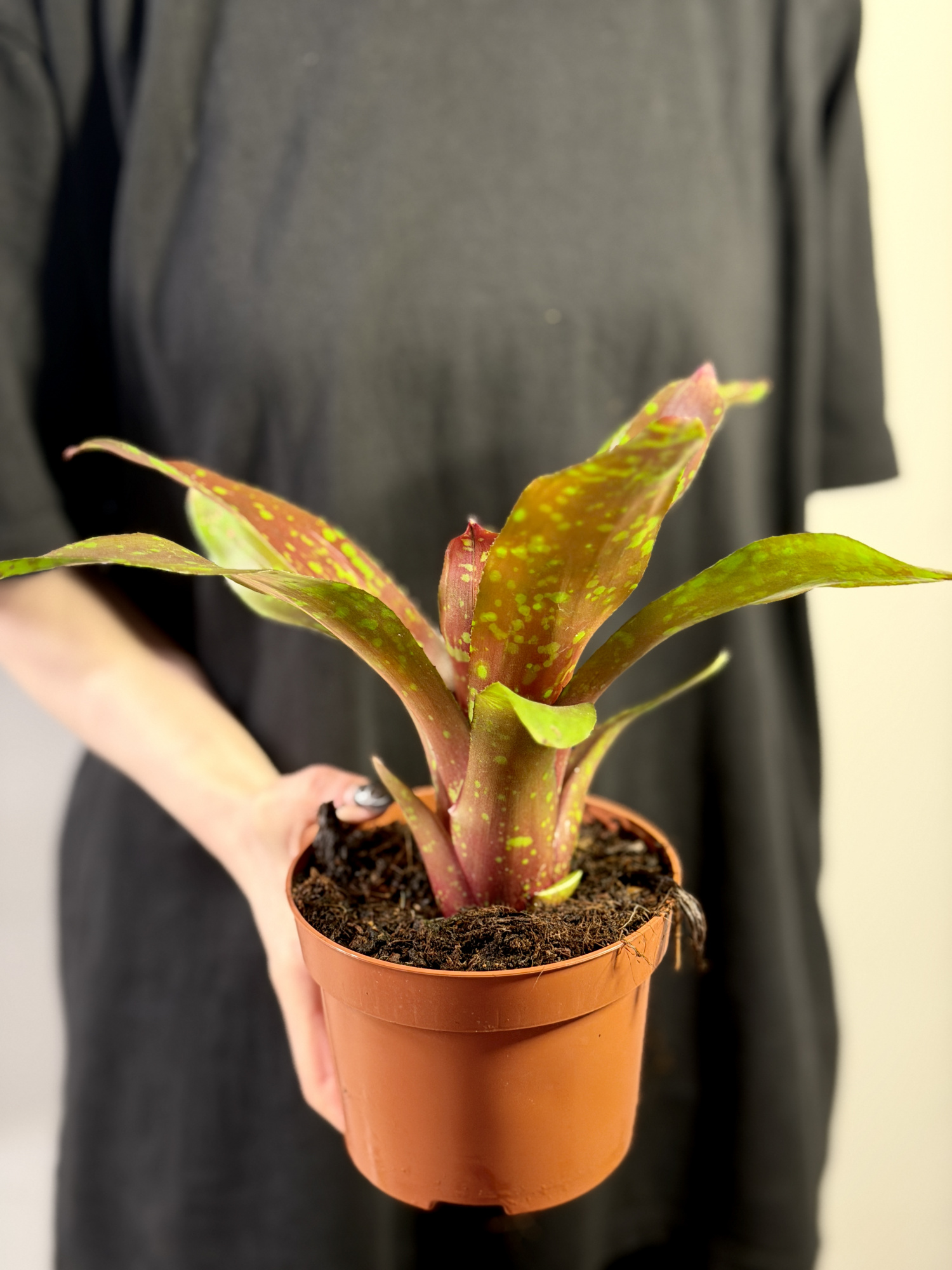 Неорегелия Галакси (Neoregelia Galaxy) D12см