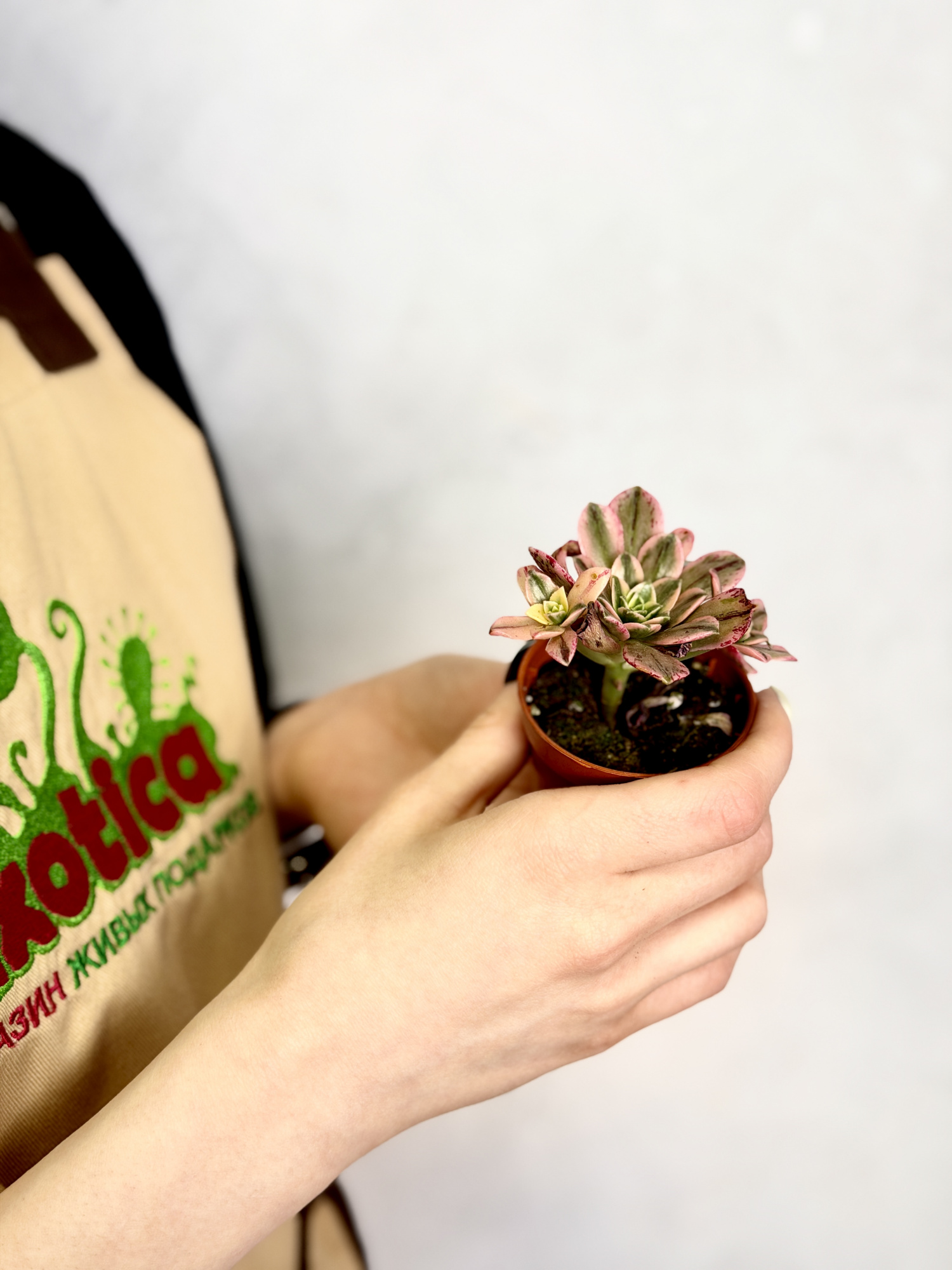 Эониум Бронзовая Медаль (Aeonium Bronze Medal Variegata) D5см