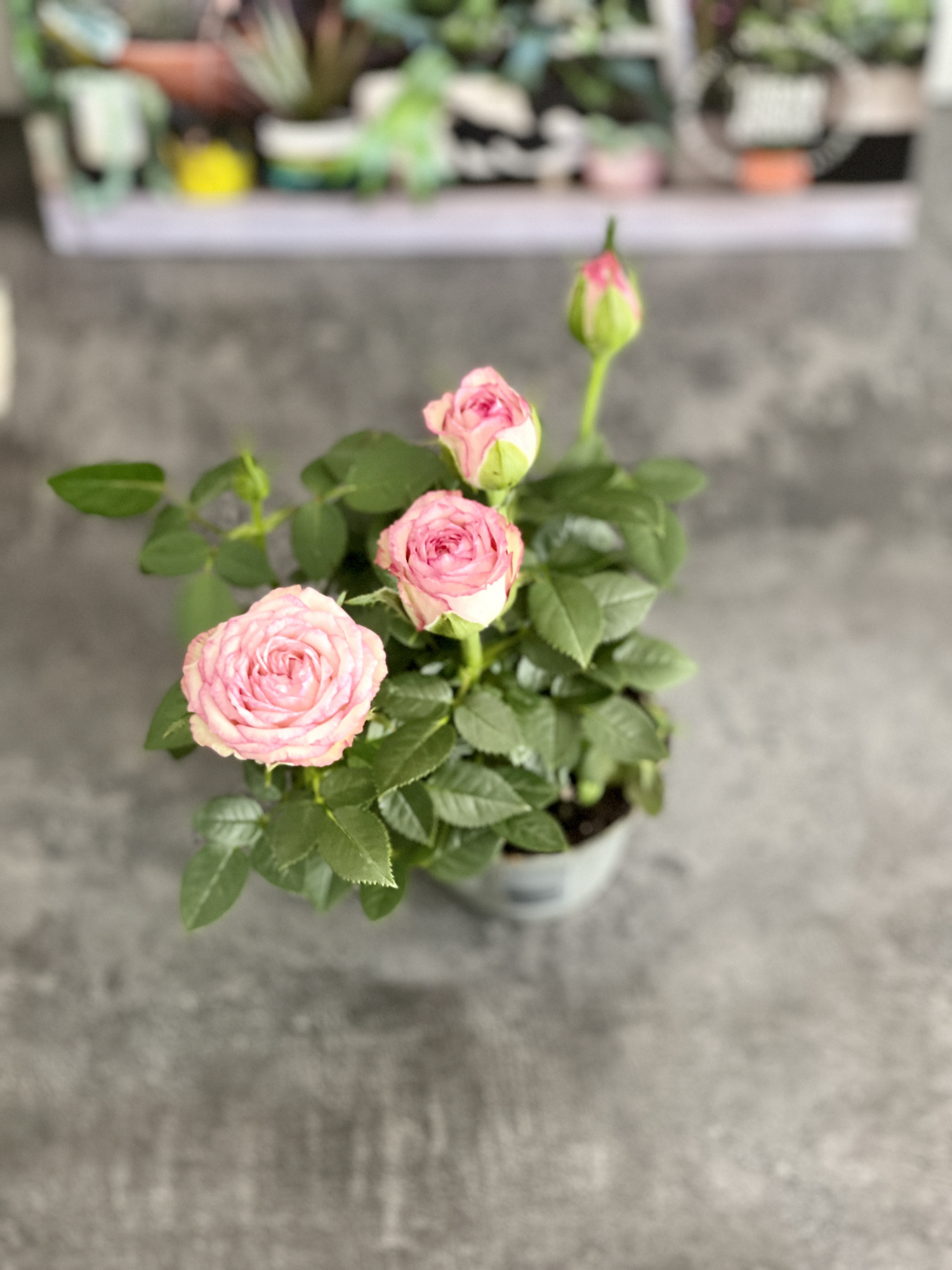 Роза Даника комнатная светло - розовая (Rosa Danica "Light Pink") D6см