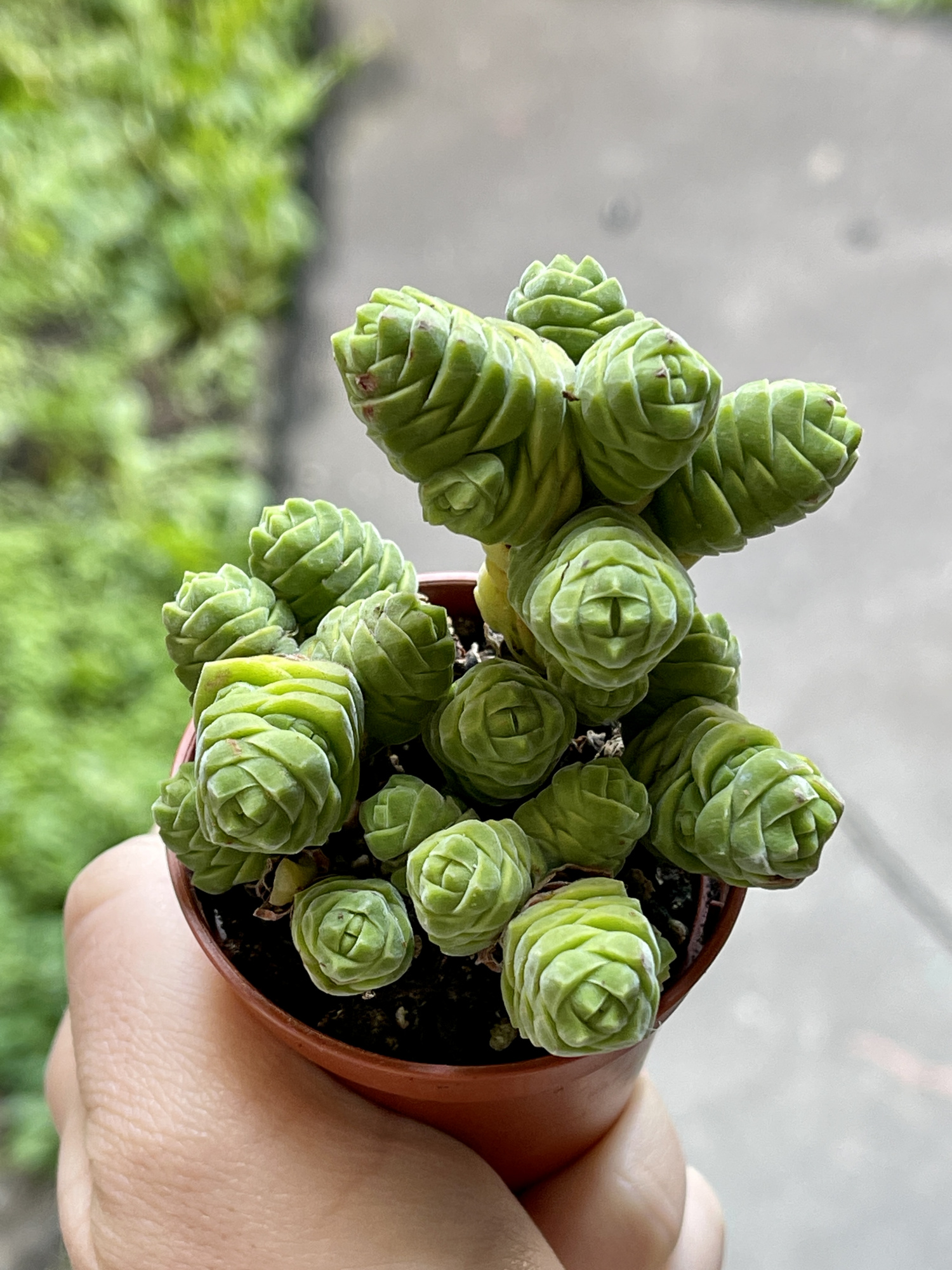 Крассула Колумелла (Crassula Columella) D5см