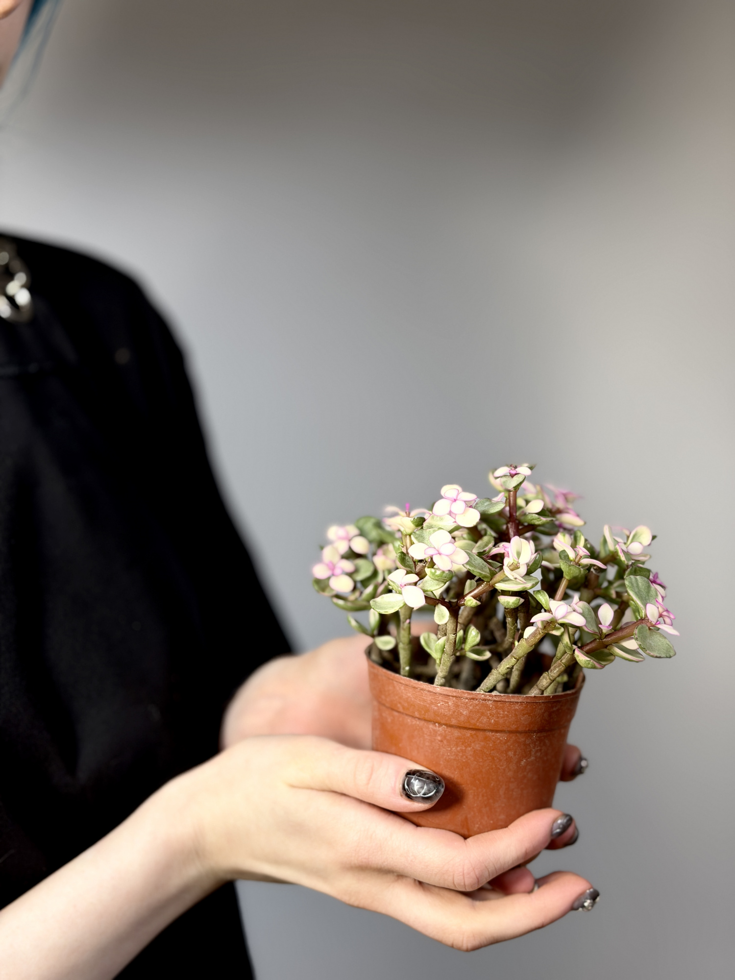 Портулакария Афра Вариегатная, Цветущая (Portulacaria Afra Variegata Flowering) D9см