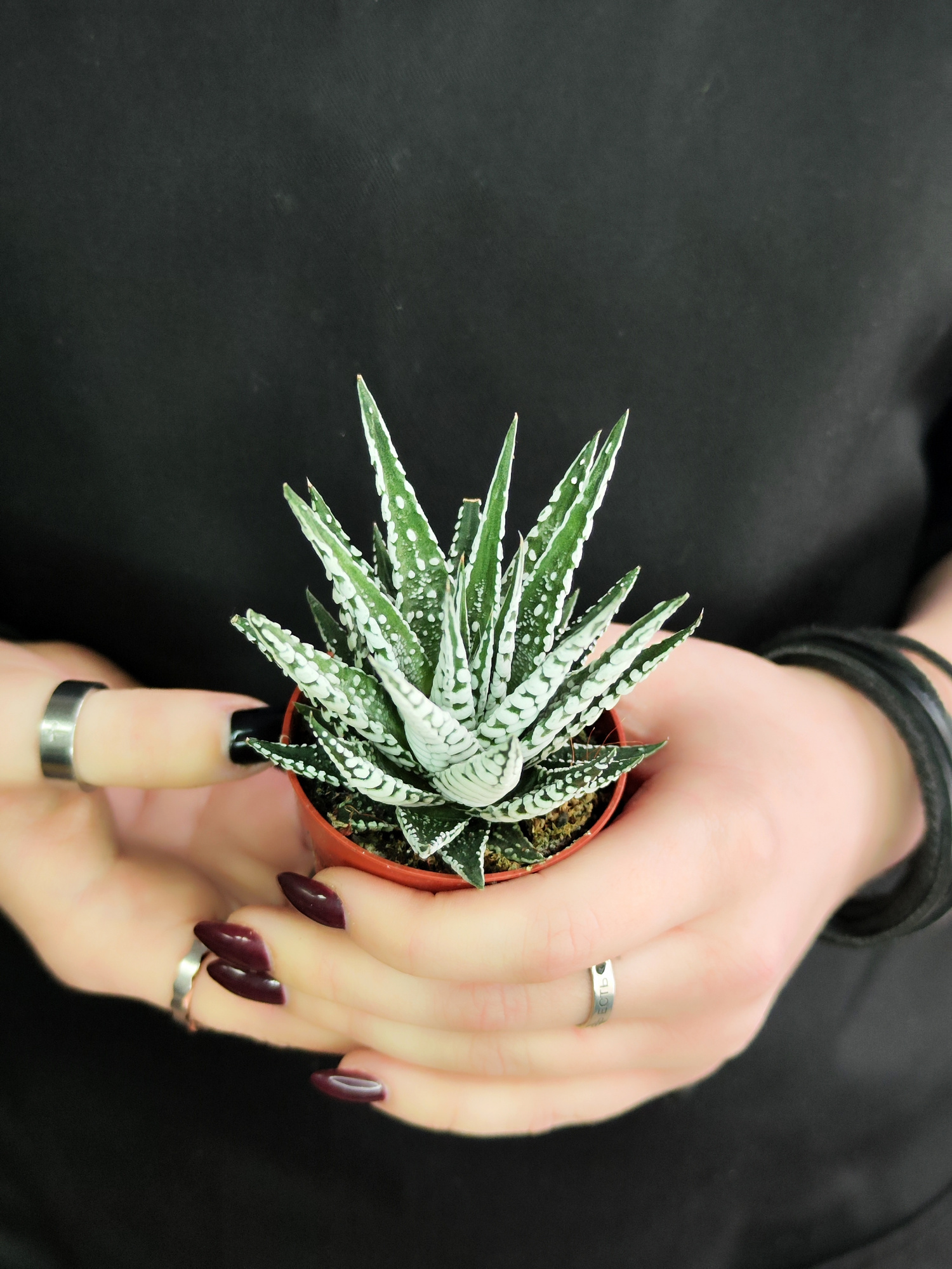 Хавортия Полосатая Альба (Haworthia Fasciata Alba) D5см