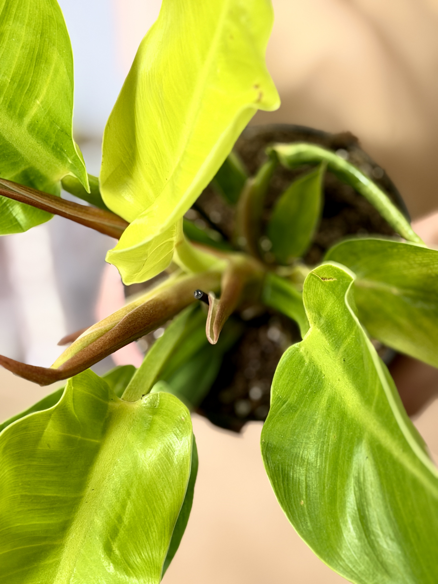 Филодендрон Мунлайт (Philodendron Moonlight) D12см