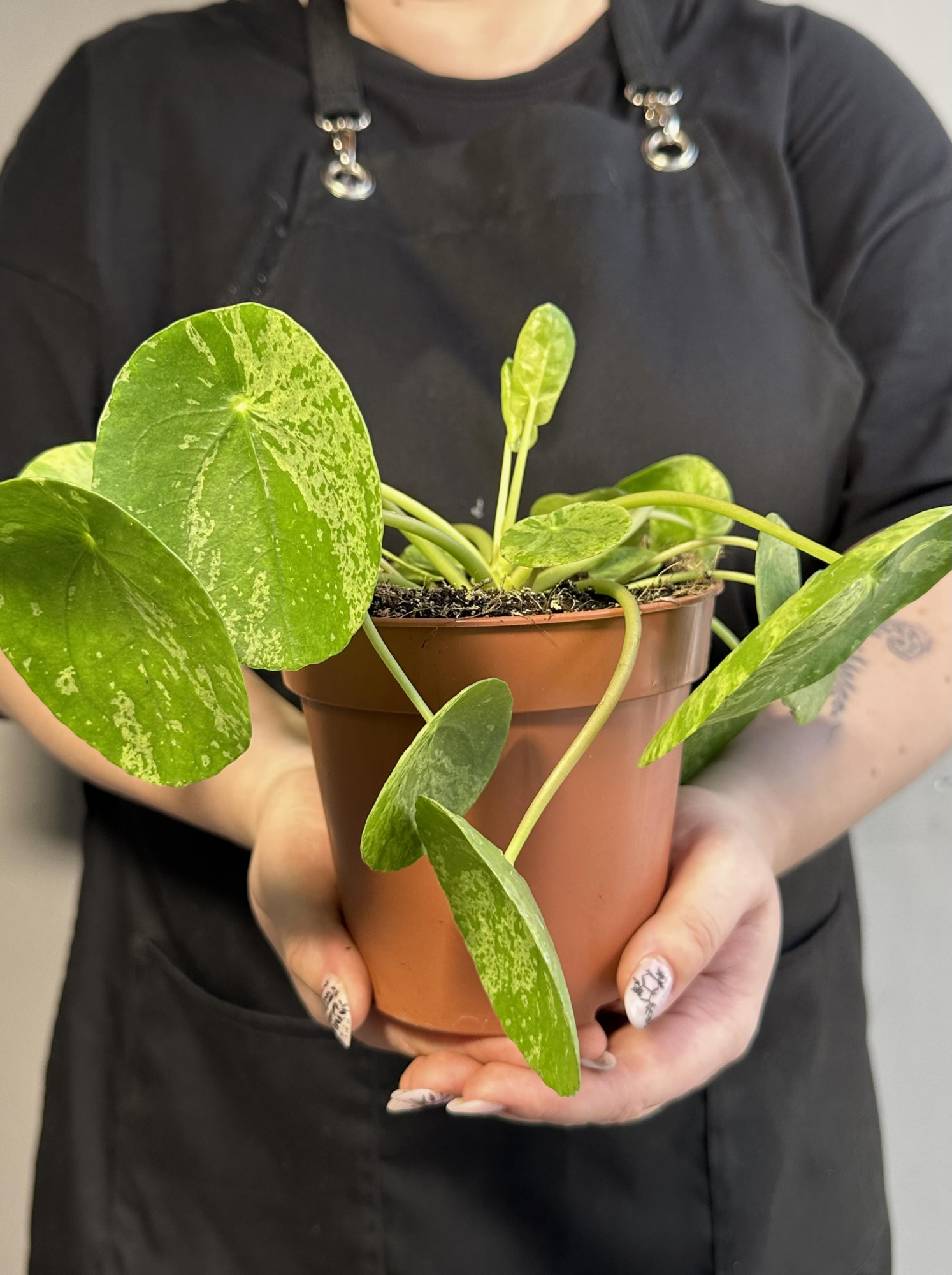 Пилея Пеперомиевидная Мохито (Pilea peperomioides Mojito) D12см