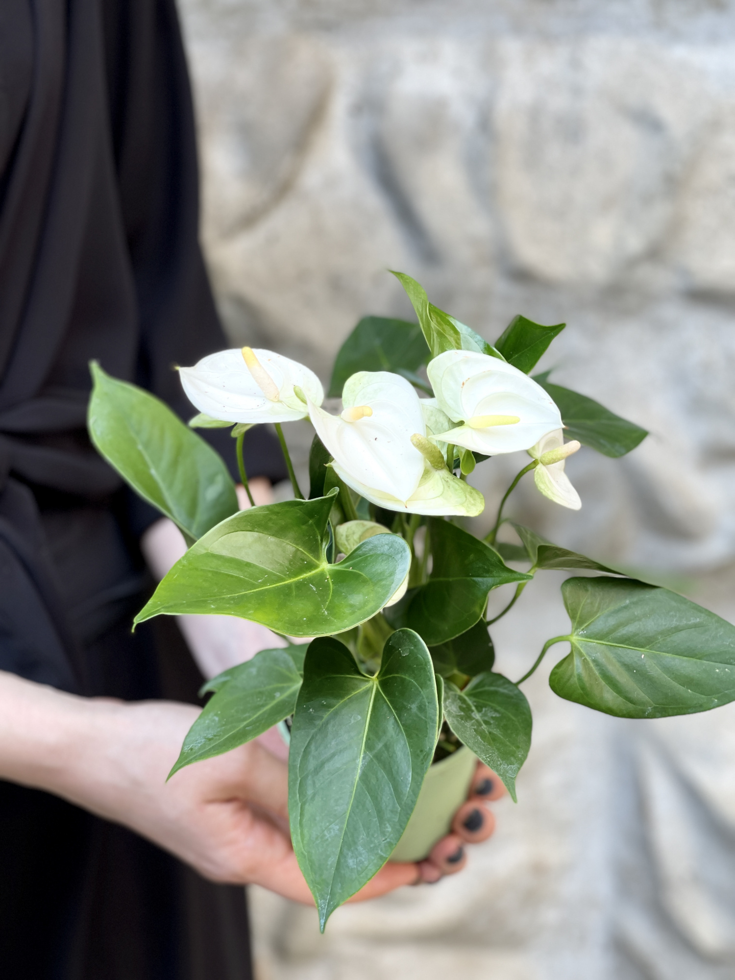 Антуриум Андре Вайт (Белый) (Anthurium Аndraeanum White) D9см