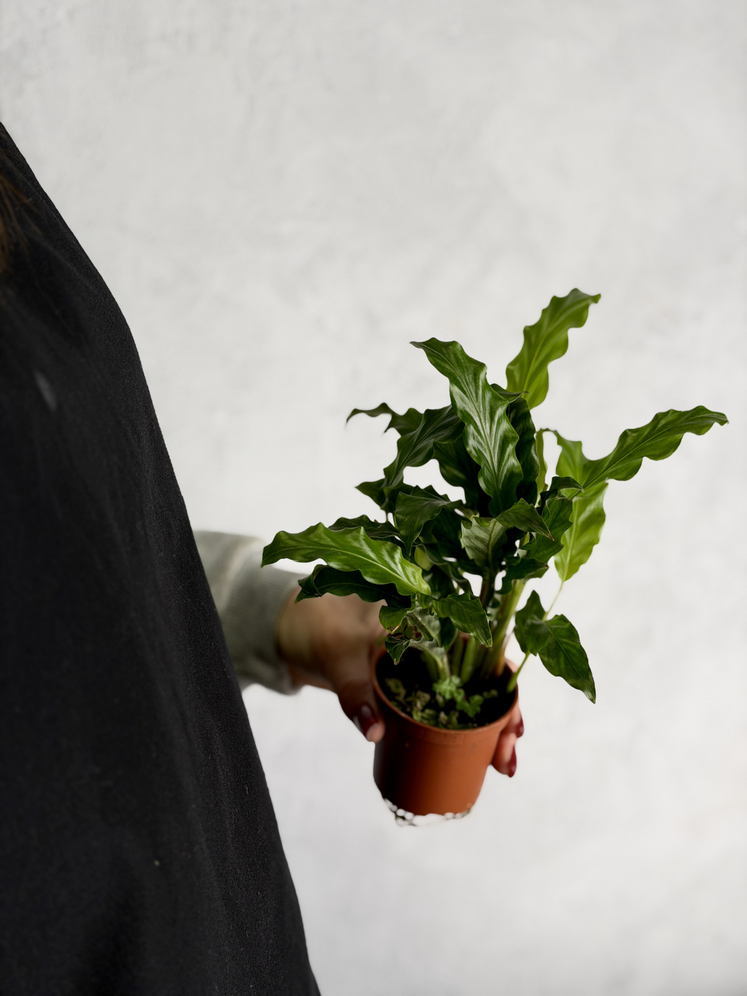 Калатея Руфибарба (Calathea Rufibarba) D7см