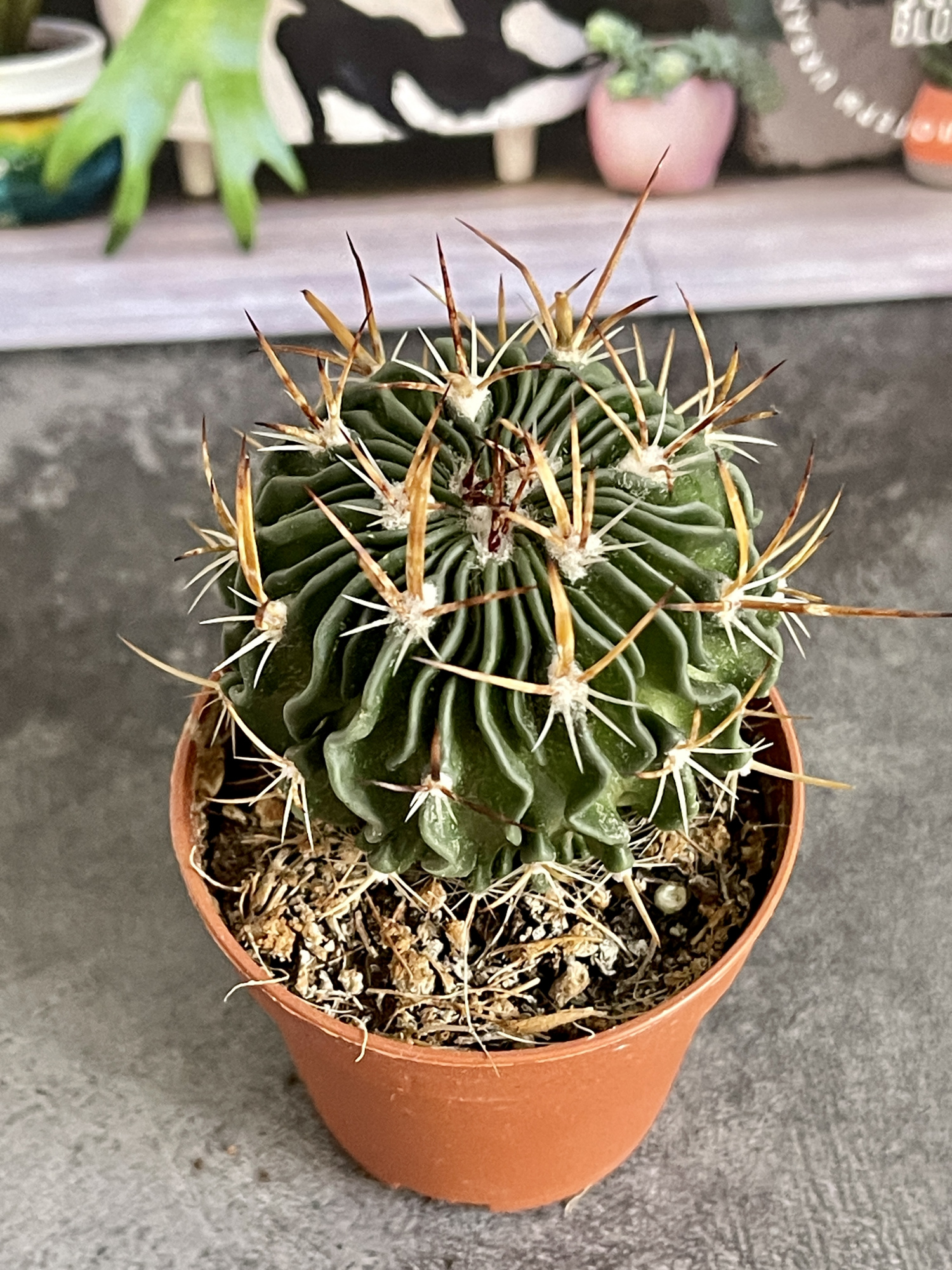 Эхинофоссулокактус Мультикостатус (Echinofossulocactus Multicostatus) D5см