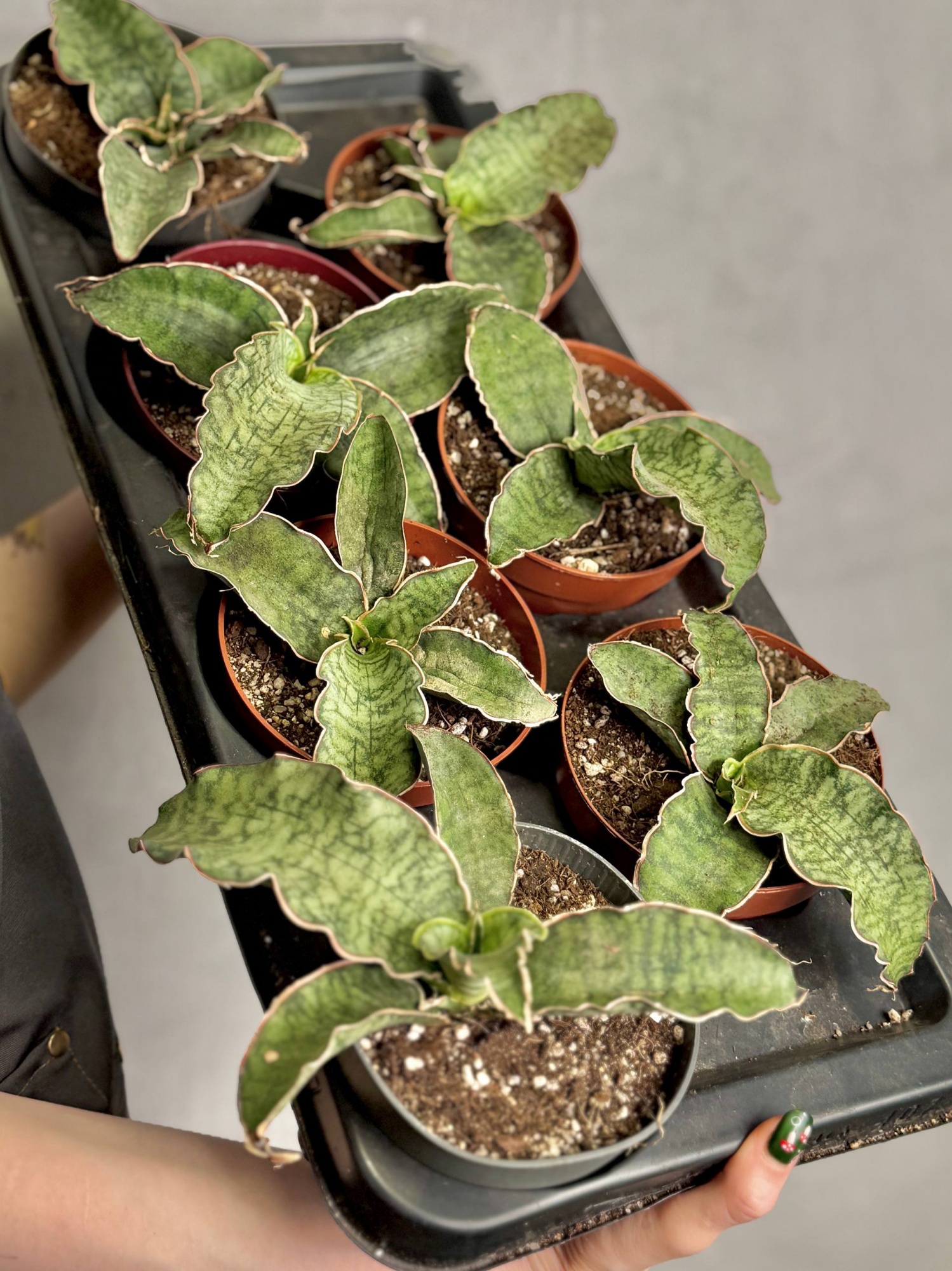 Сансевиерия Кирки Сильвер Блю (Sansevieria Kirkii Silver Blue) D12см
