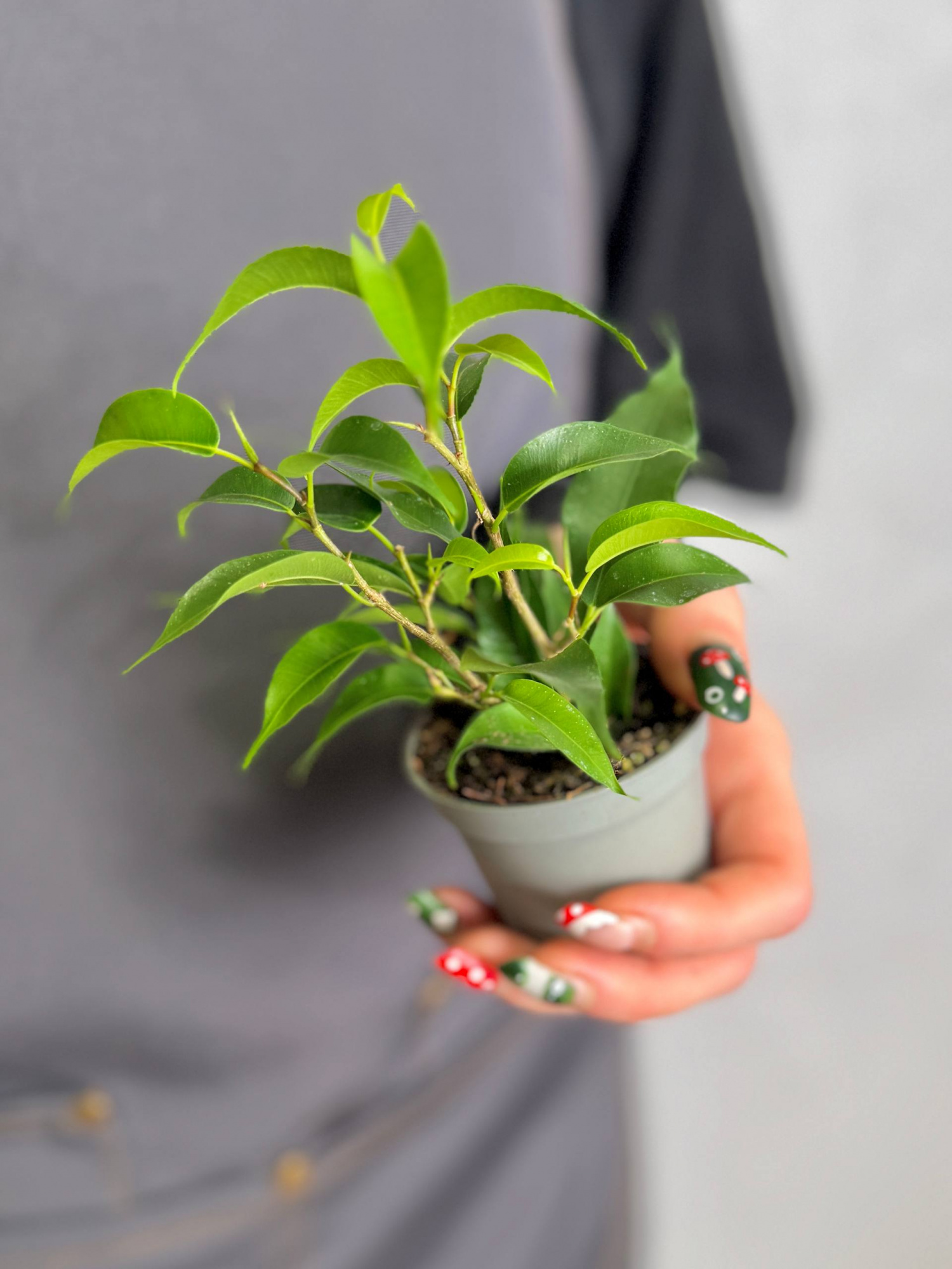 Фикус Бенджамина Наташа (Ficus Benjamina Natasja) D6см