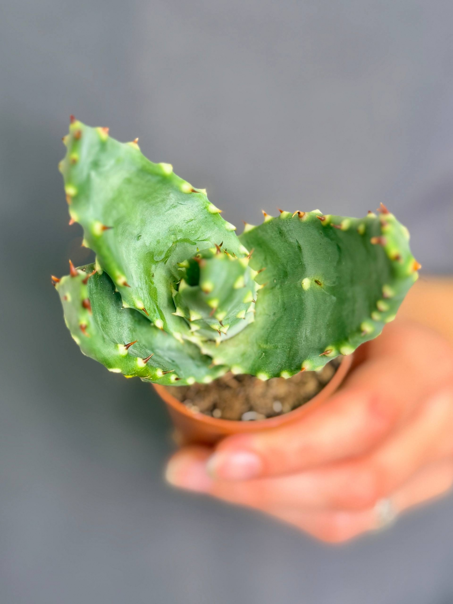 Алоэ булавоцветковое, или Алоэ Клавифлора (Aloe Claviflora) D5см