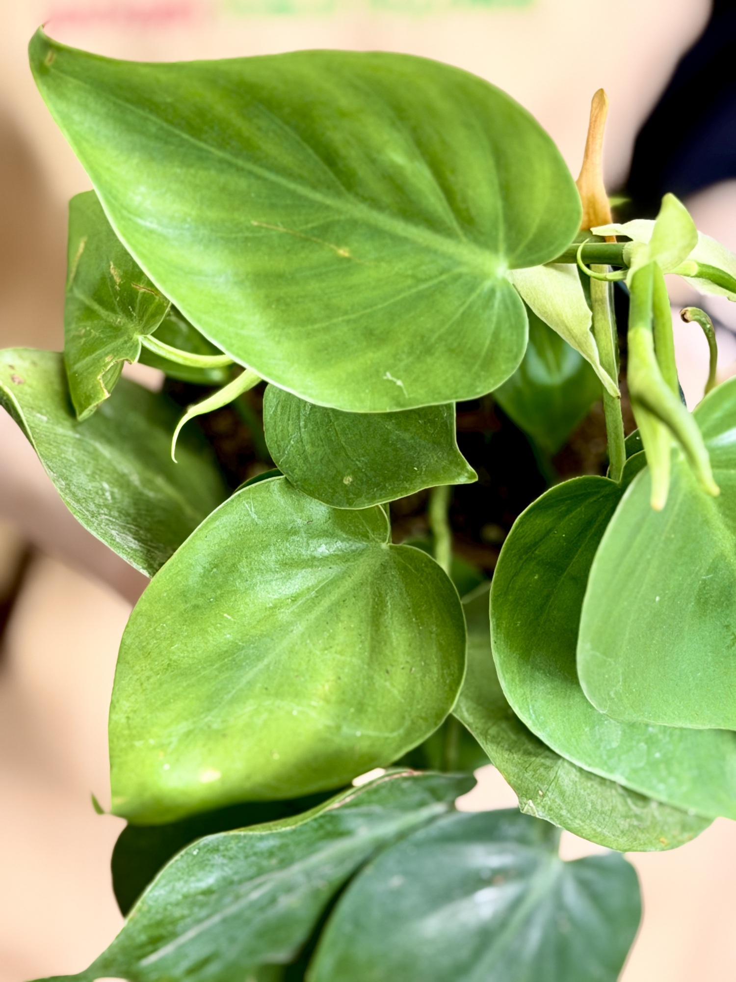 Филодендрон Сканденс Зелёный, или Сердцелистный Зеленый (Philodendron Scandens Green) D12см