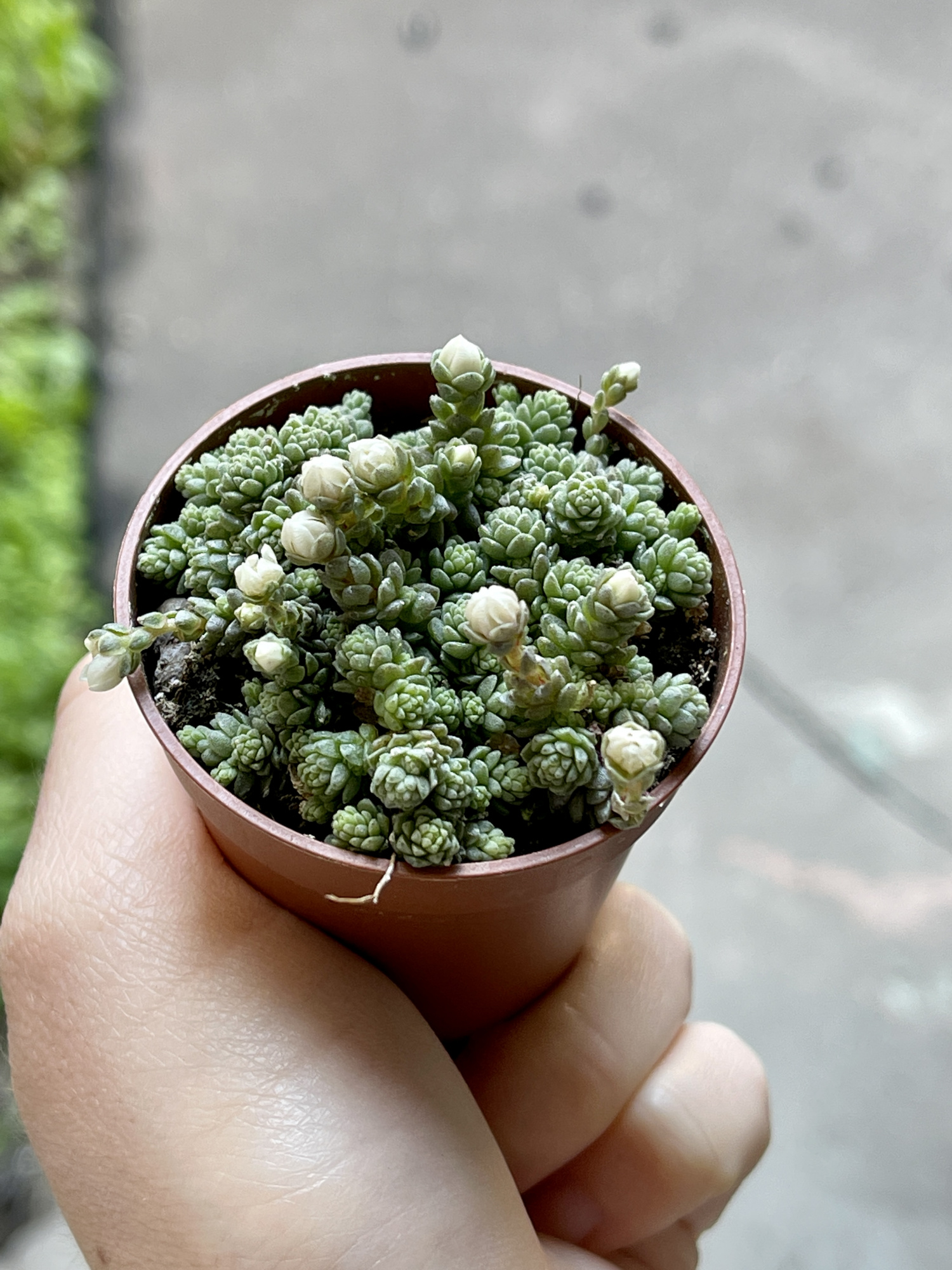 Седум Компактум (Sedum Compactum Rose) D5см
