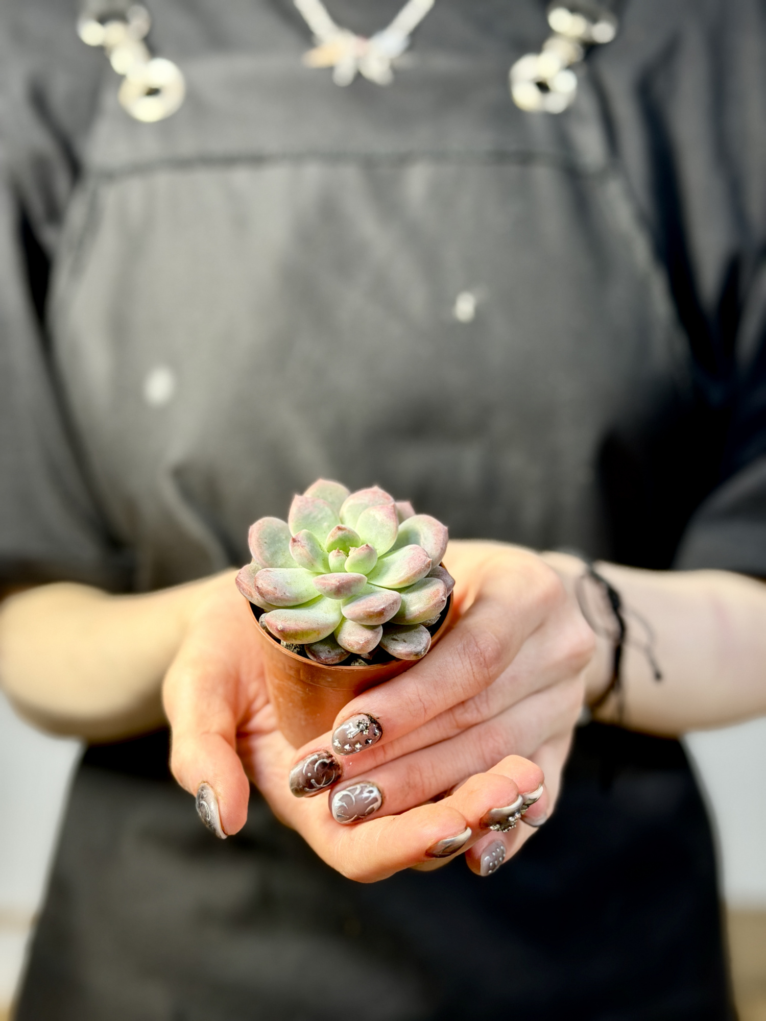 Эхеверия Монро (Echeveria Monroe) D5см
