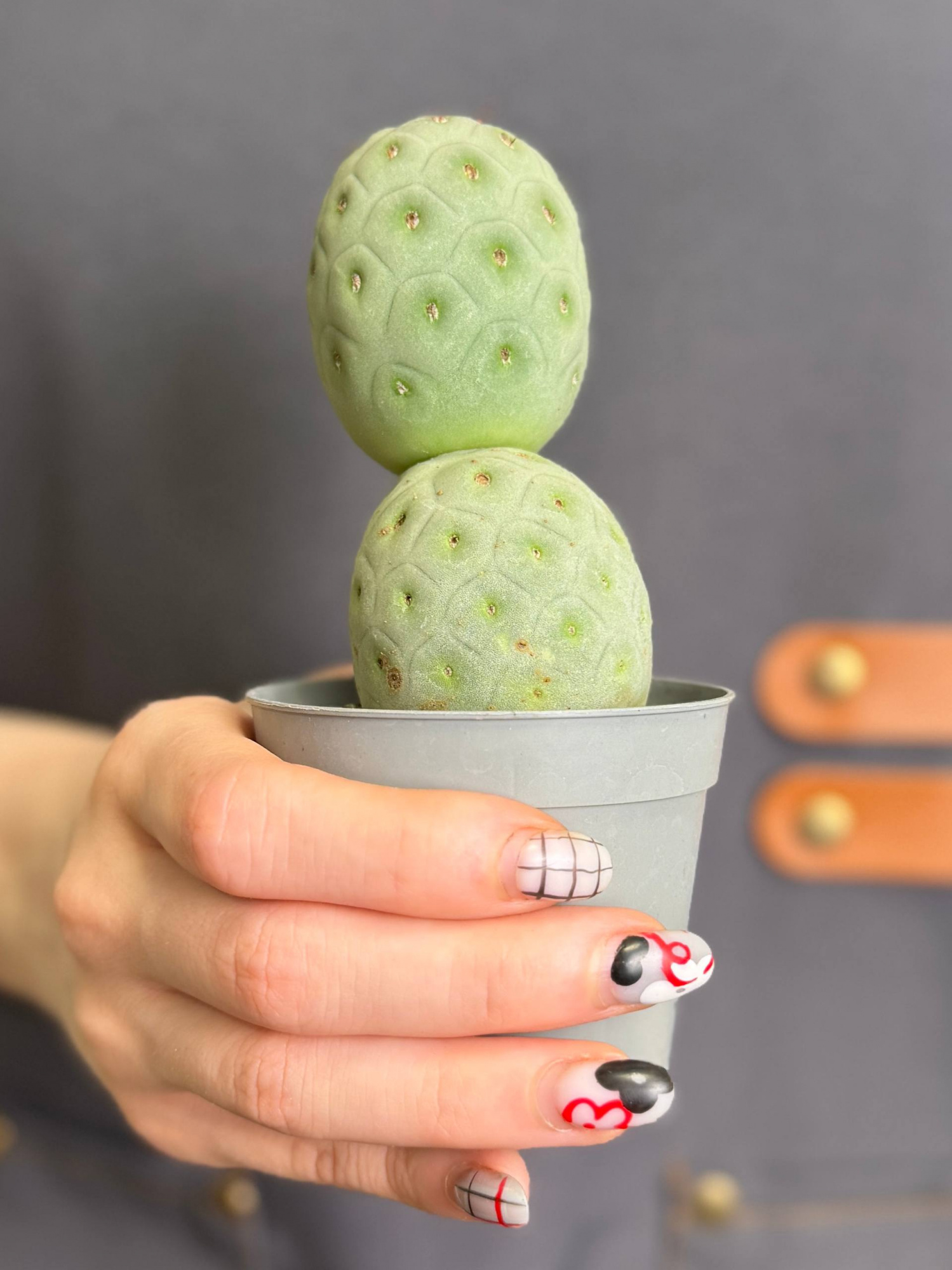 Тефрокактус Геометрический (Tephrocactus Geometricus) D6,5см