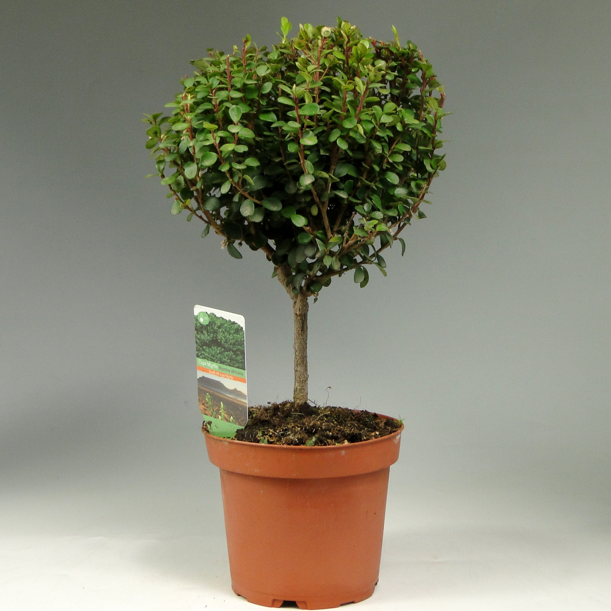 Мирсина Африканская (Myrsine Africana) D12см