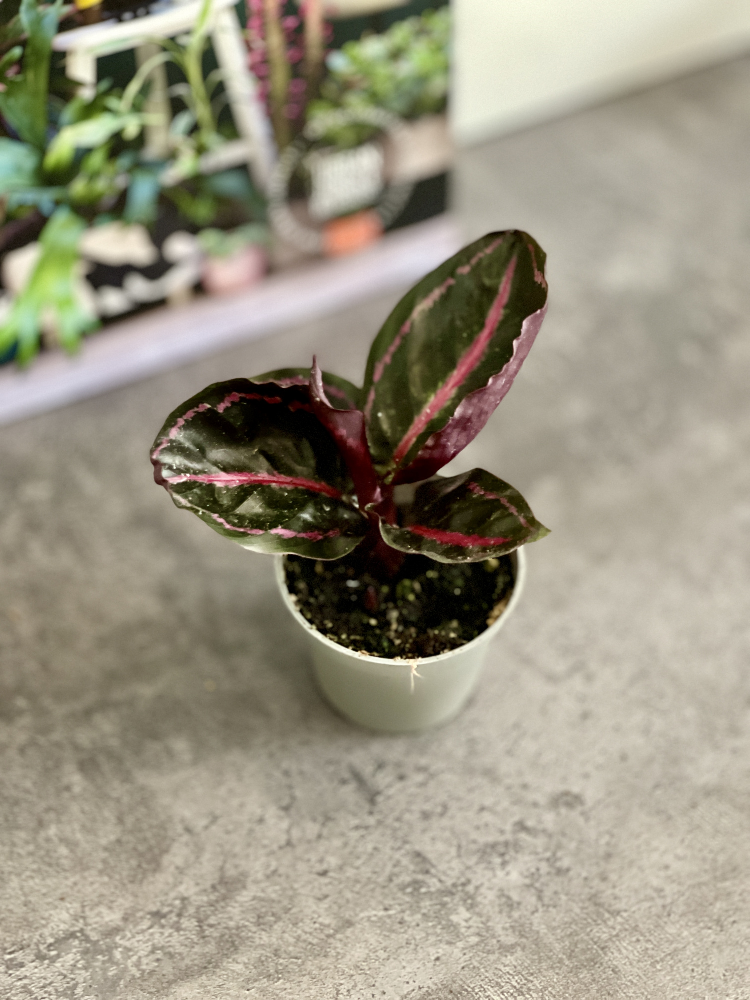 Калатея Розеопикта Иллюстрис (Calathea Roseopicta Illustrious) D6см
