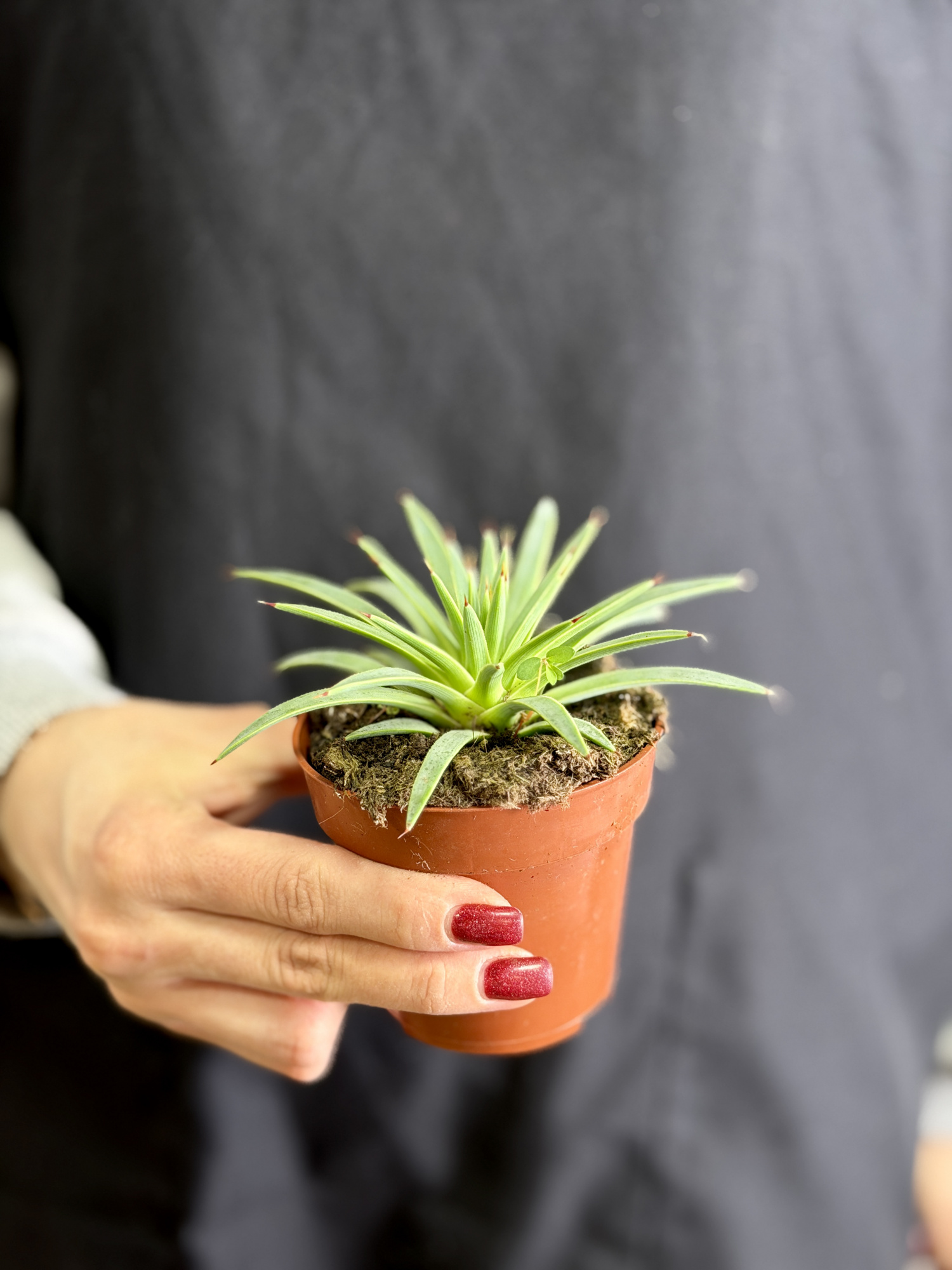Агава Стрикта Нана (Agave Stricta Nana) D8,5см