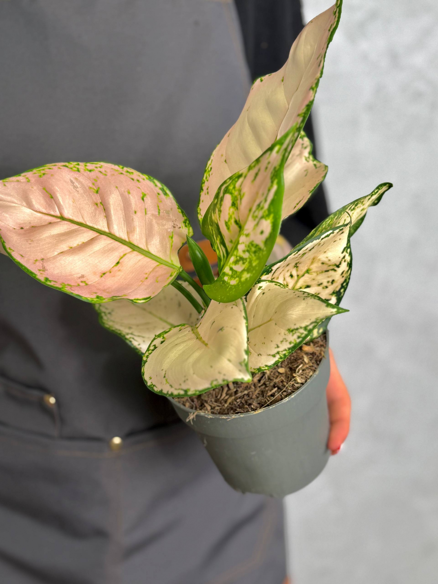 Аглаонема Рози Джой (Aglaonema Rosy Joy) D12см