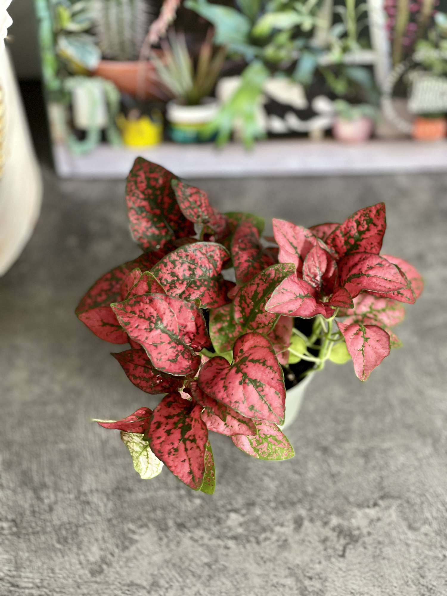 Гипоэстес Листоколосковый Ред (Hypoestes Phyllostachya Red) D6см
