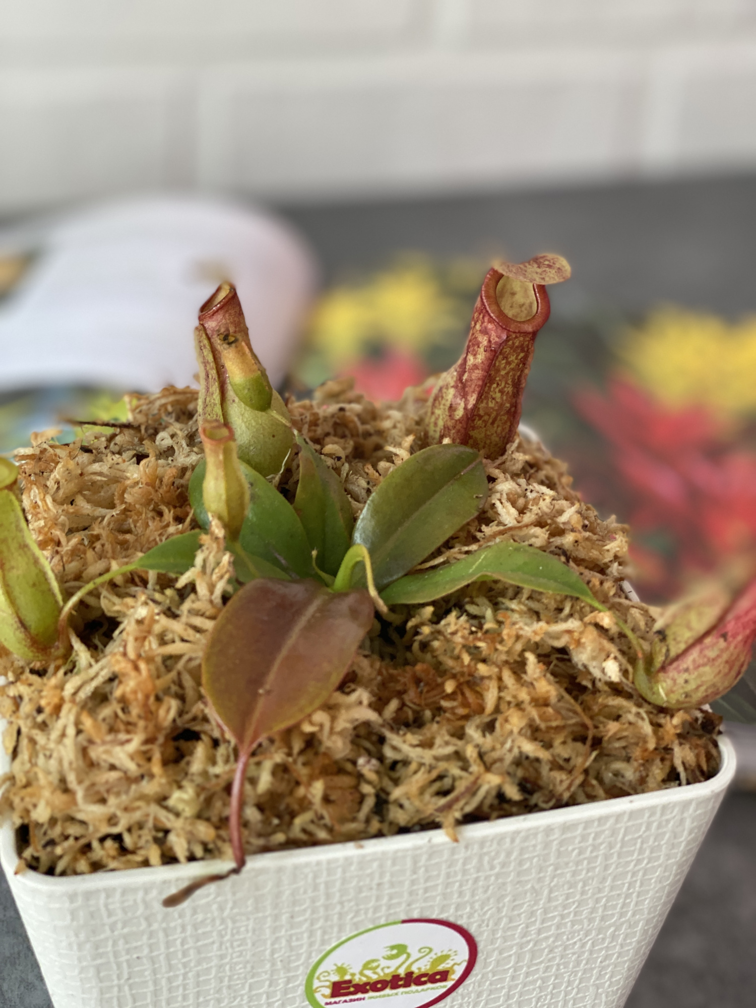 Непентес Гая (лат. Nepenthes Gaya) пересаженный D12см