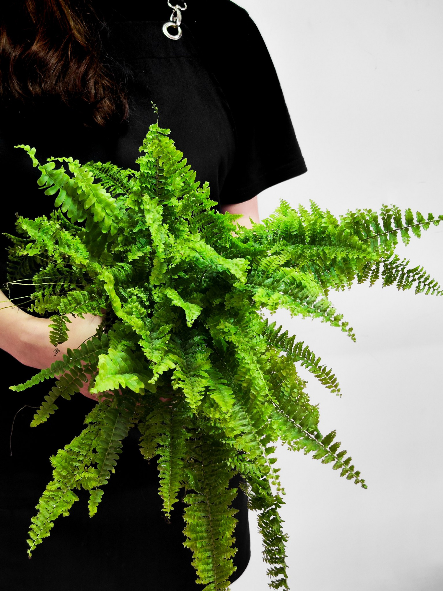 Нефролепис Витале (Nephrolepis Vitale) D12см