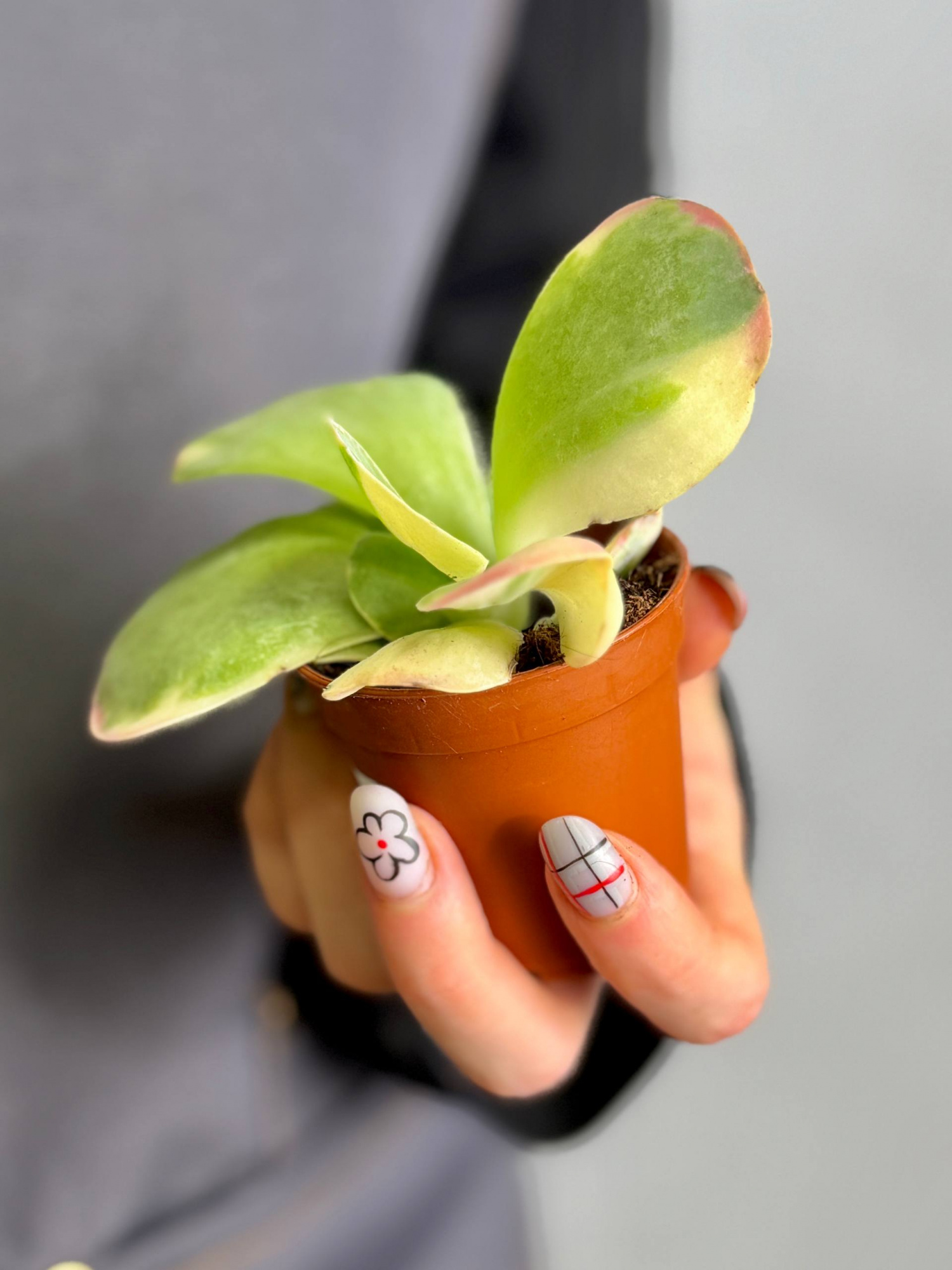 Каланхоэ Тирсифлора Вариегата (Kalanchoe Thyrsiflora Variegata) D5см