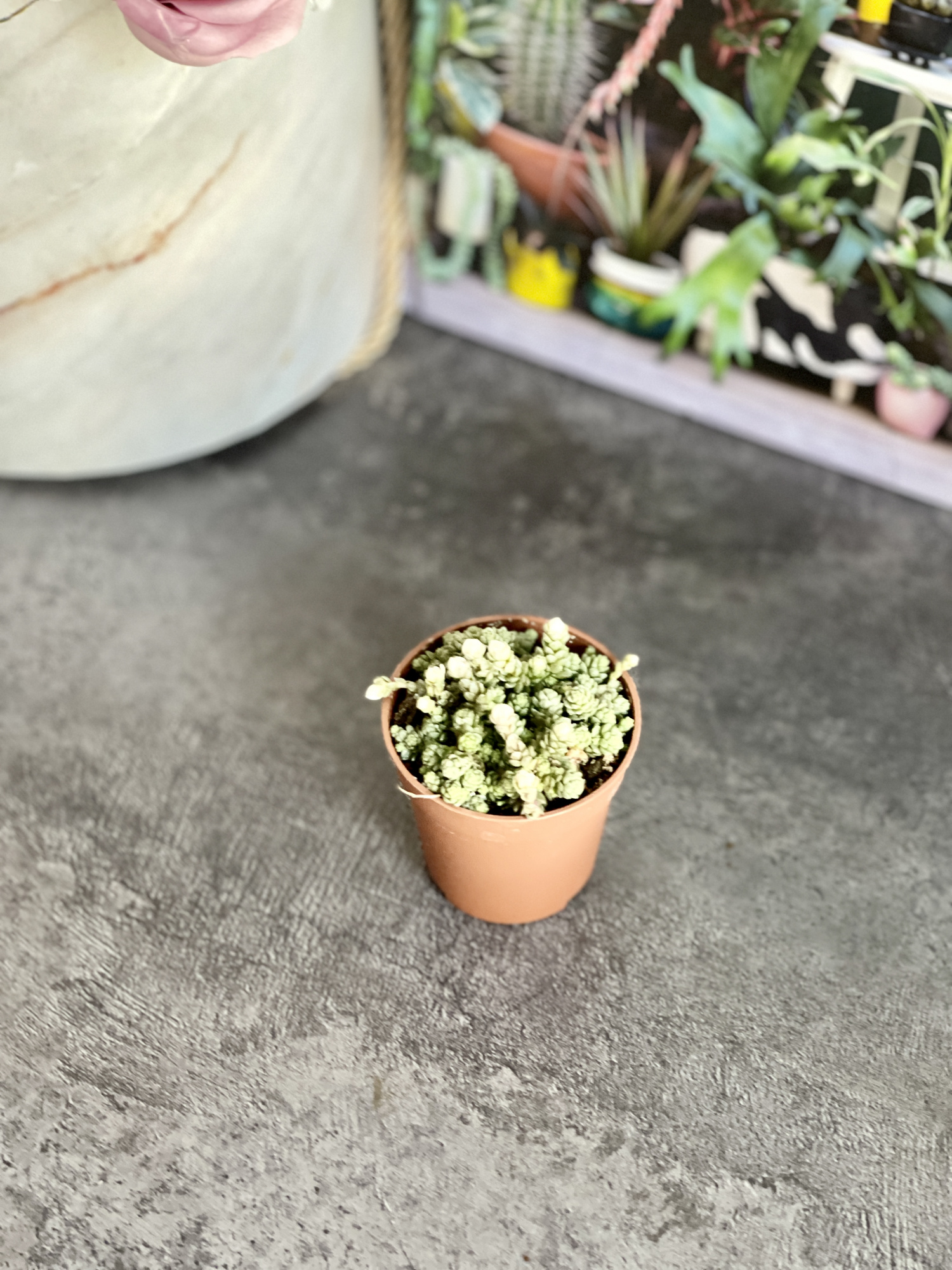 Седум Компактум (Sedum Compactum Rose) D5см