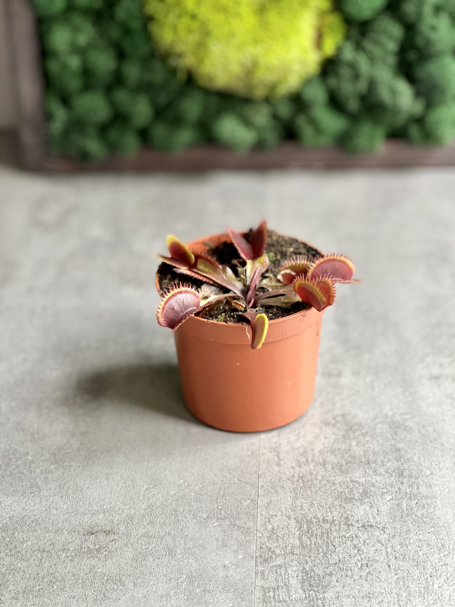 Венерина Мухоловка "Красный Дракон" (Dionaea Muscipula Red Dragon) D9см