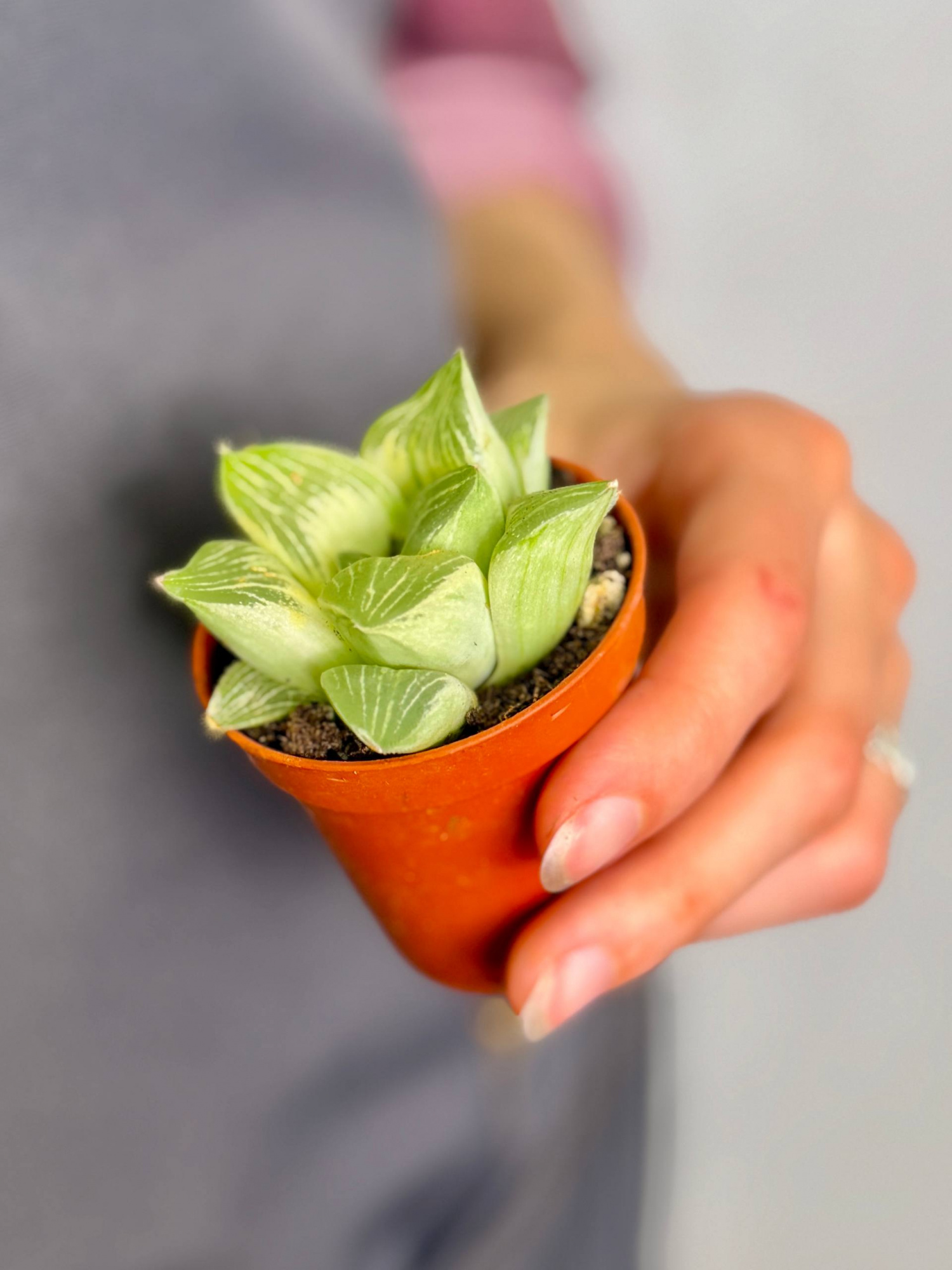 Хавортия Ретуза Уайт Хост (Haworthia Retusa White Ghost) D5см