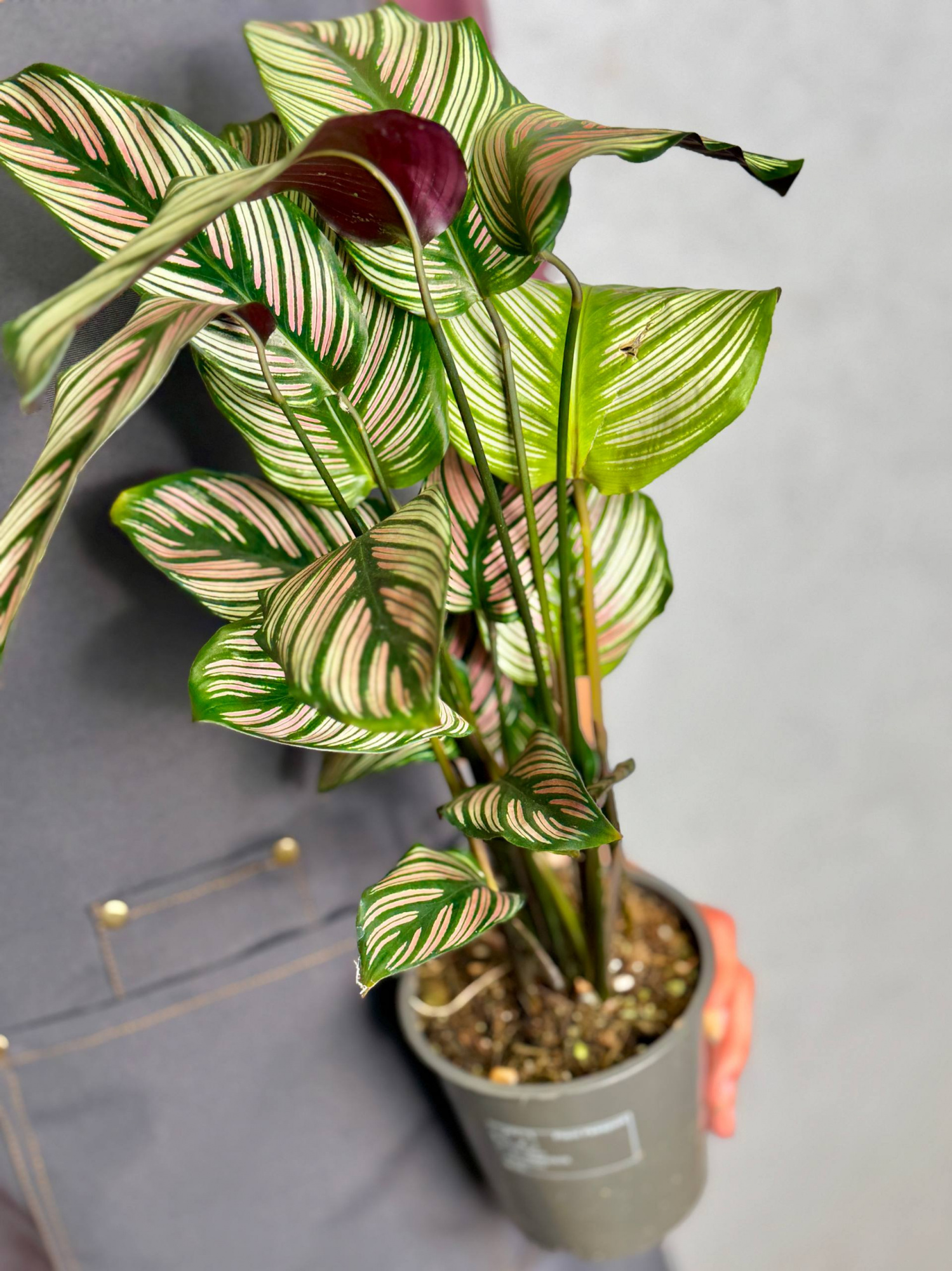 Калатея Витатта (Calathea Species Vittata) D12см