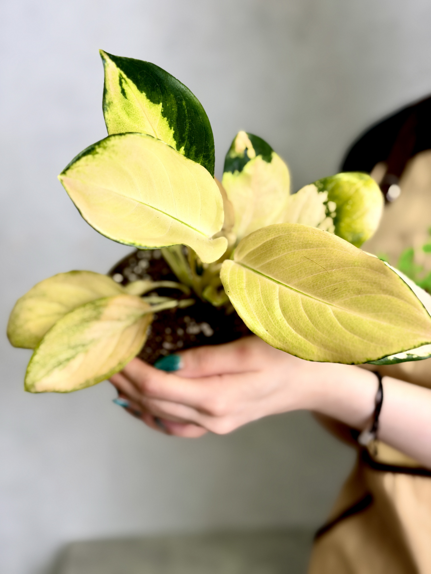 Аглаонема Голден (Aglaonema Golden) D12см