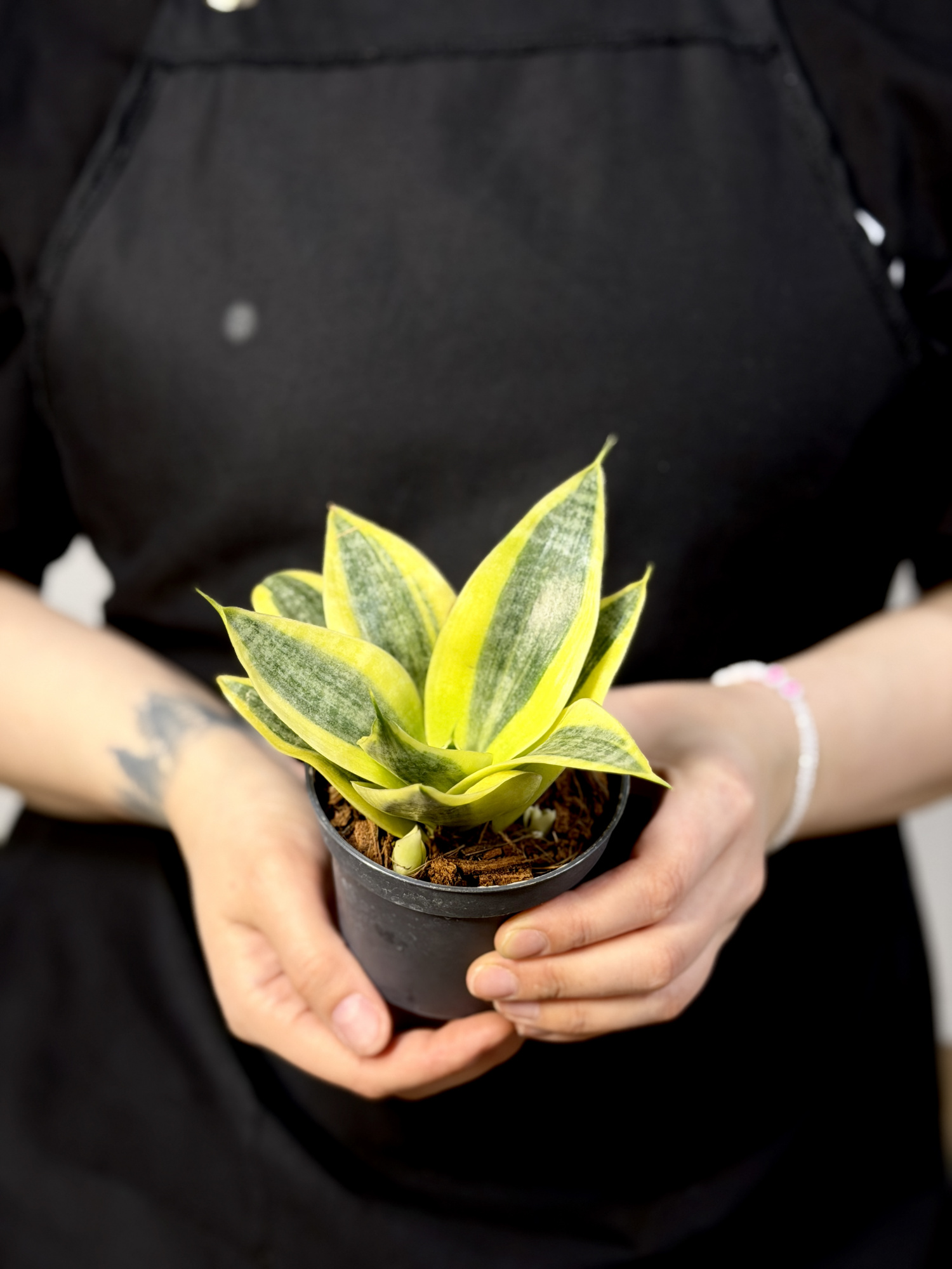 Сансевиерия Ханни Сан (Sansevieria Hahnii Sun) D9см